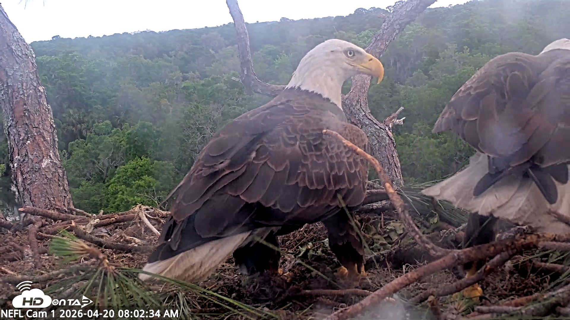 Snapshot of NE Florida Eagles Live Webcam taken Apr 20, 2026, 8:03am EDT