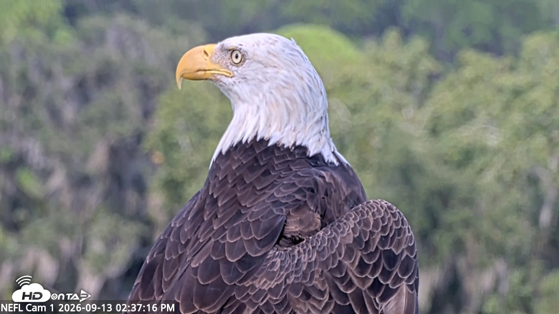 Snapshot of NE Florida Eagles Live Webcam taken Sep 13, 2026, 2:38pm EDT