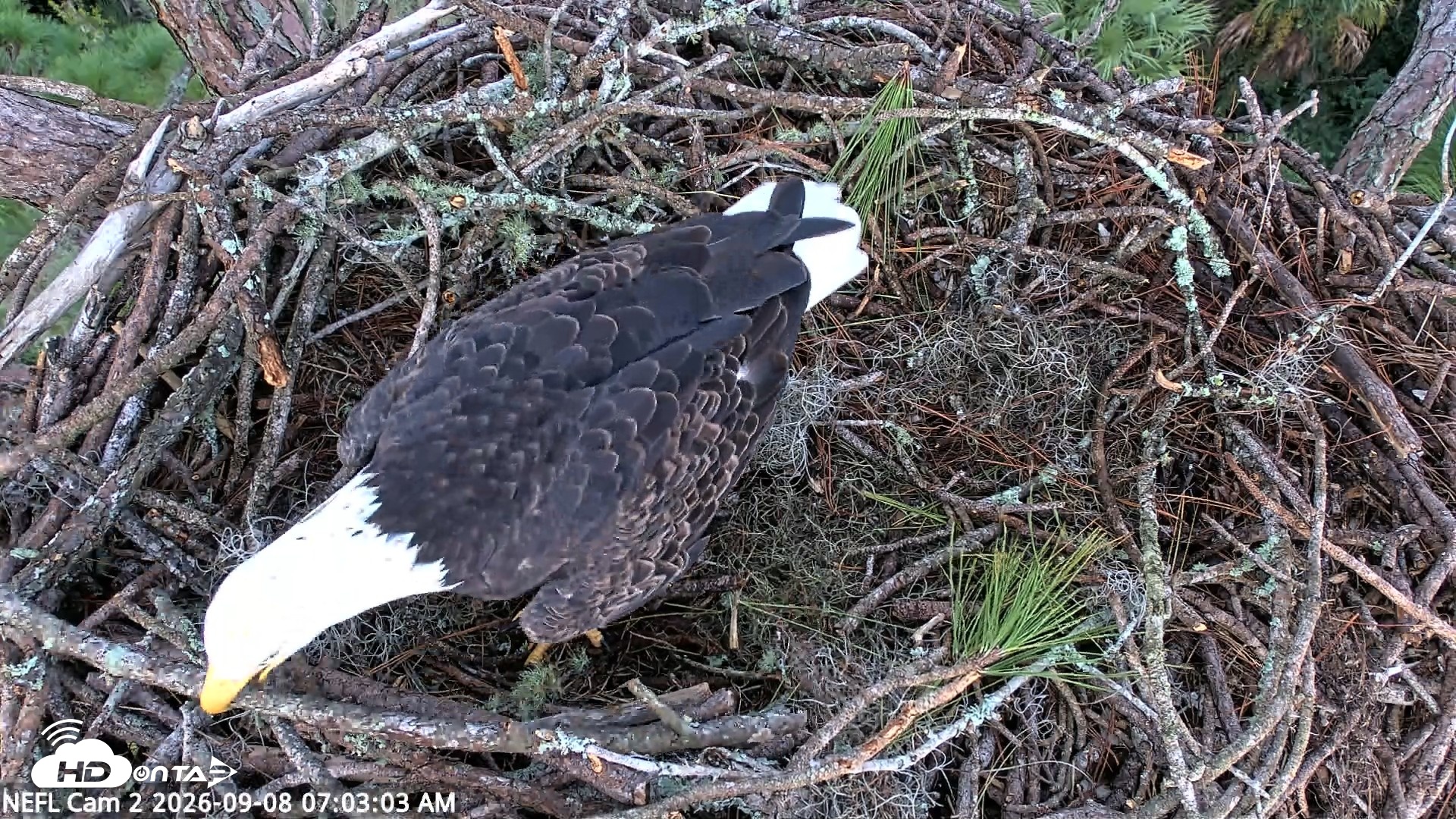 Snapshot of NE Florida Eagles Live Webcam taken Sep 8, 2026, 7:03am EDT