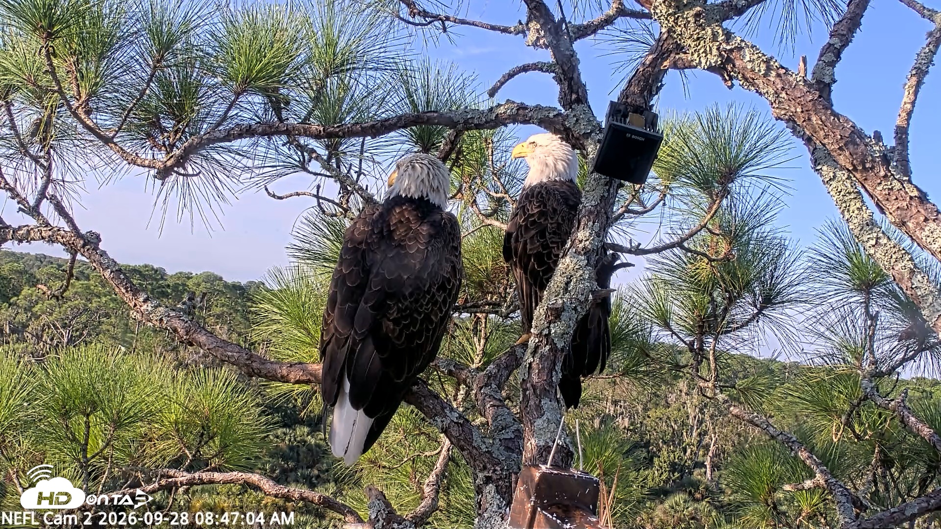 Snapshot of NE Florida Eagles Live Webcam taken Sep 28, 2026, 8:47am EDT