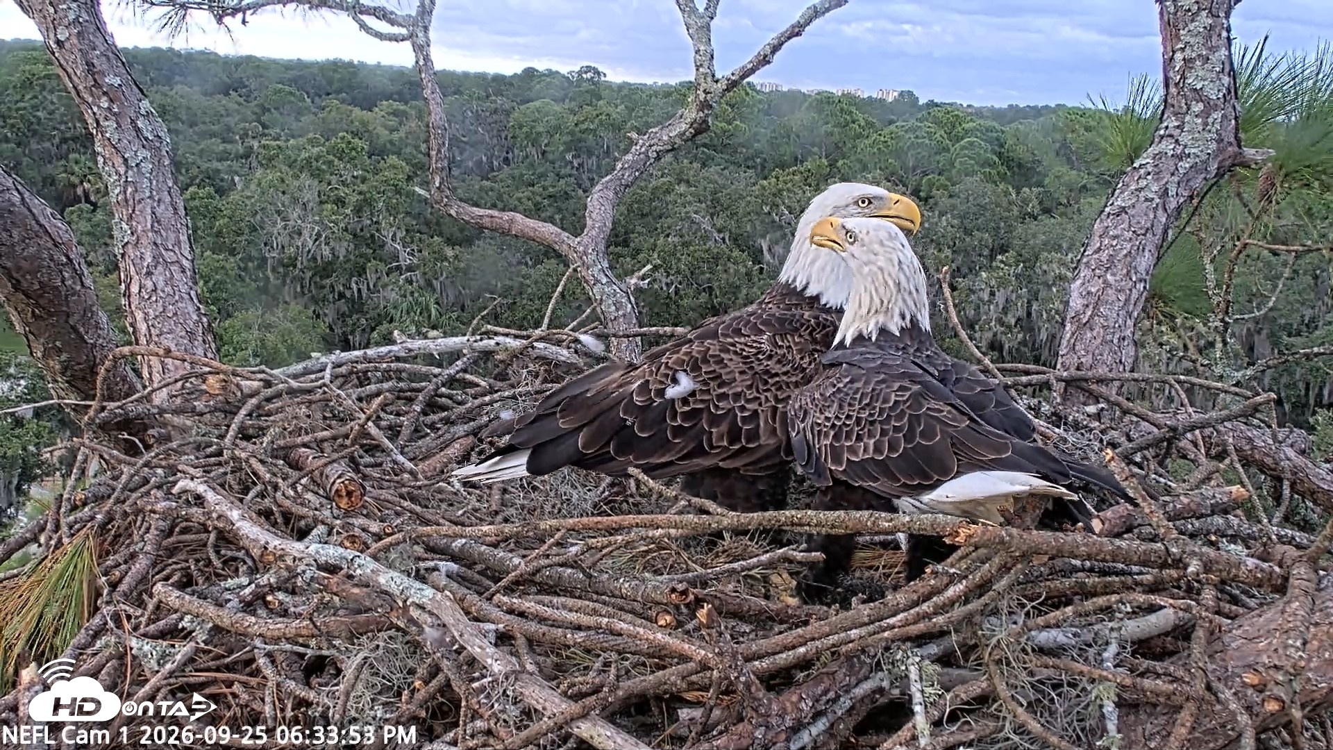 Snapshot of NE Florida Eagles Live Webcam taken Sep 25, 2026, 6:34pm EDT