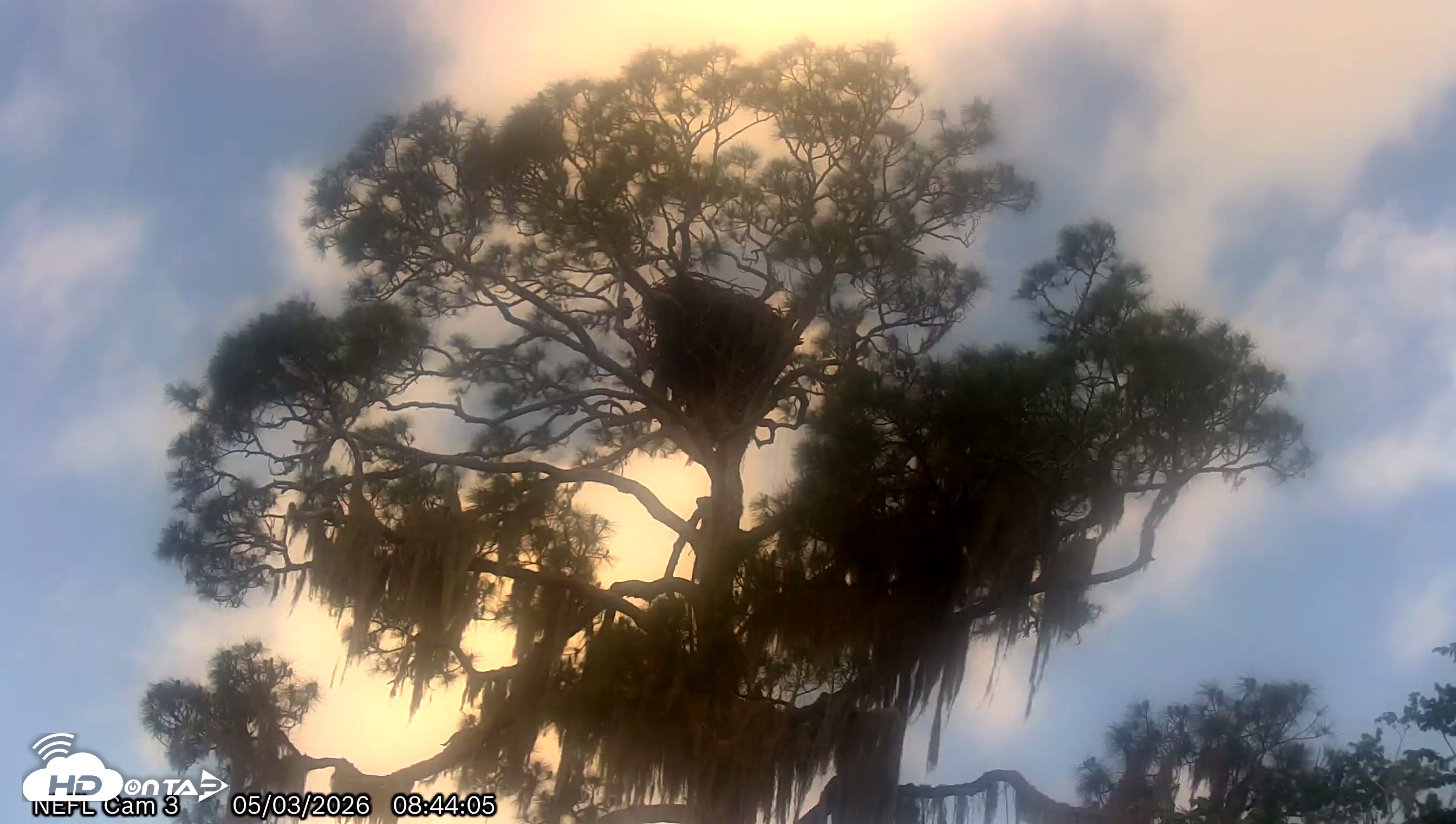 Snapshot of NE Florida Eagles Live Webcam taken May 3, 2026, 8:45am EDT