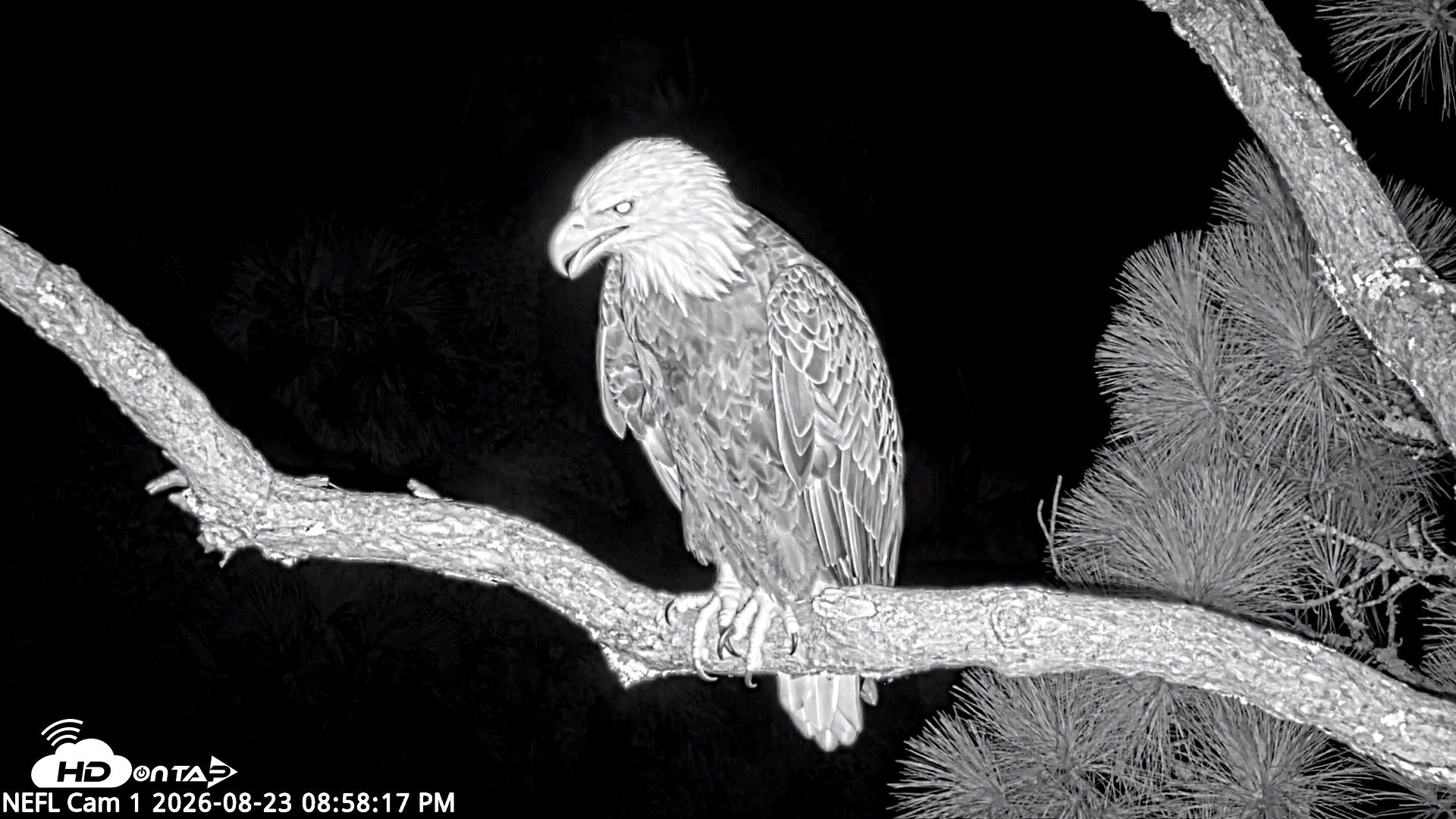 Snapshot of NE Florida Eagles Live Webcam taken Aug 23, 2026, 8:59pm EDT