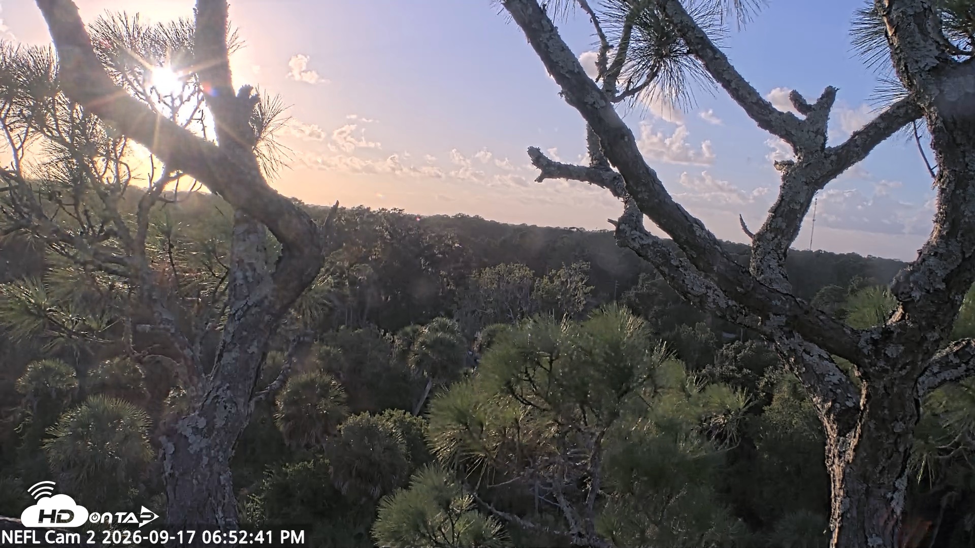 Snapshot of NE Florida Eagles Live Webcam taken Sep 17, 2026, 6:53pm EDT