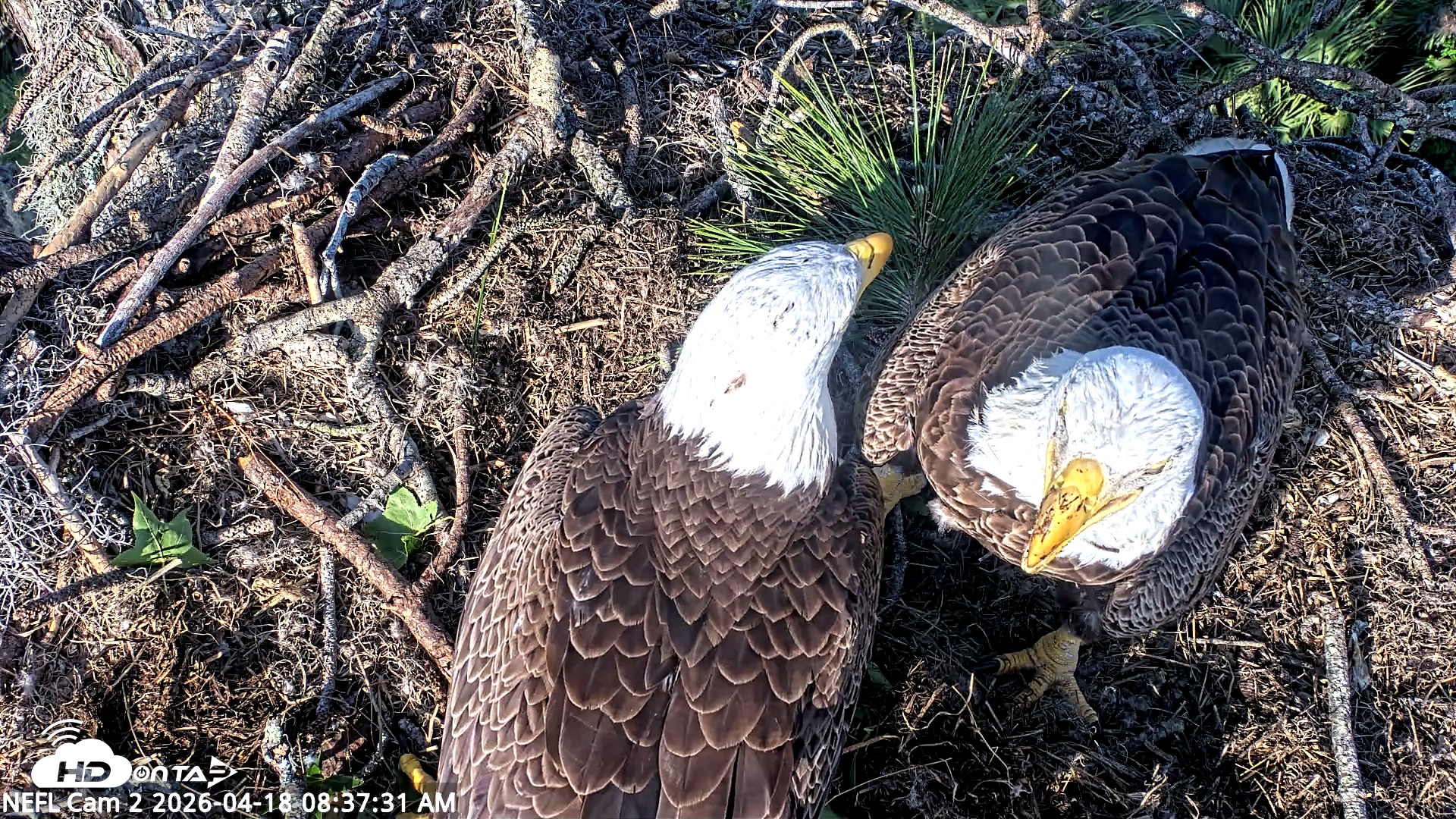 Snapshot of NE Florida Eagles Live Webcam taken Apr 18, 2026, 8:38am EDT