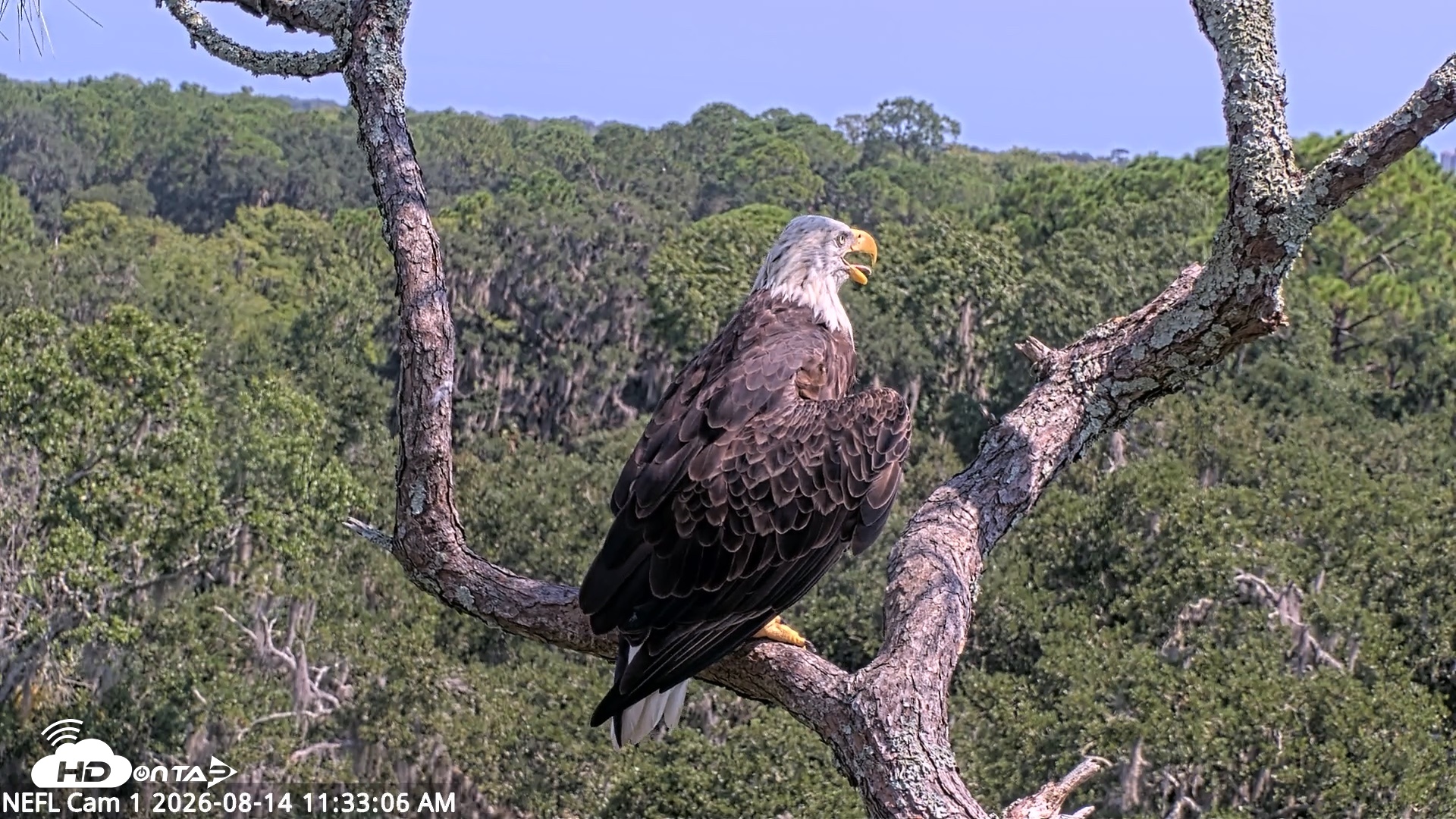 Snapshot of NE Florida Eagles Live Webcam taken Aug 14, 2026, 11:34am EDT