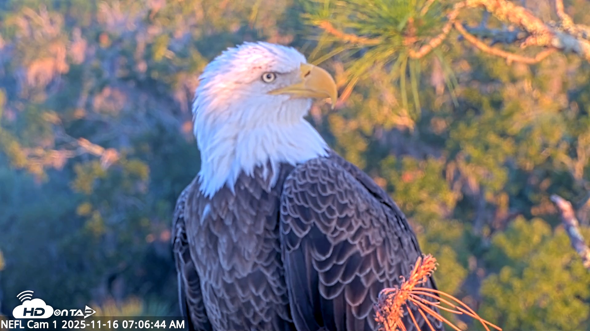 Snapshot of NE Florida Eagles Live Webcam taken Nov 16, 2025, 7:07am EST
