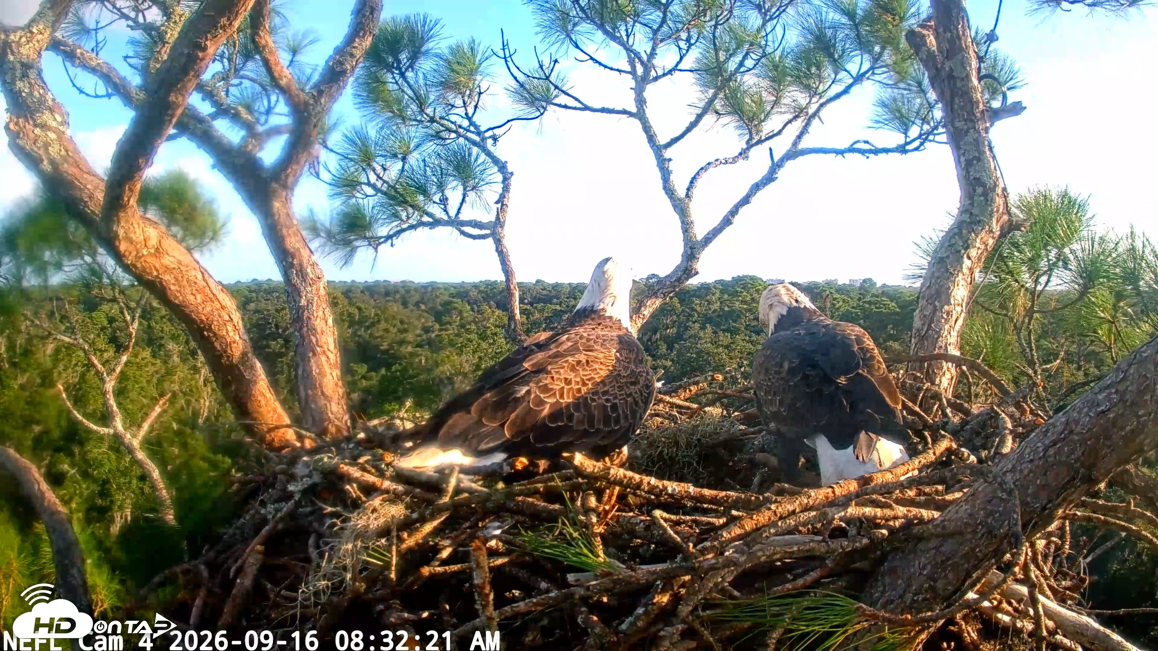 Snapshot of NE Florida Eagles Live Webcam taken Sep 16, 2026, 8:33am EDT