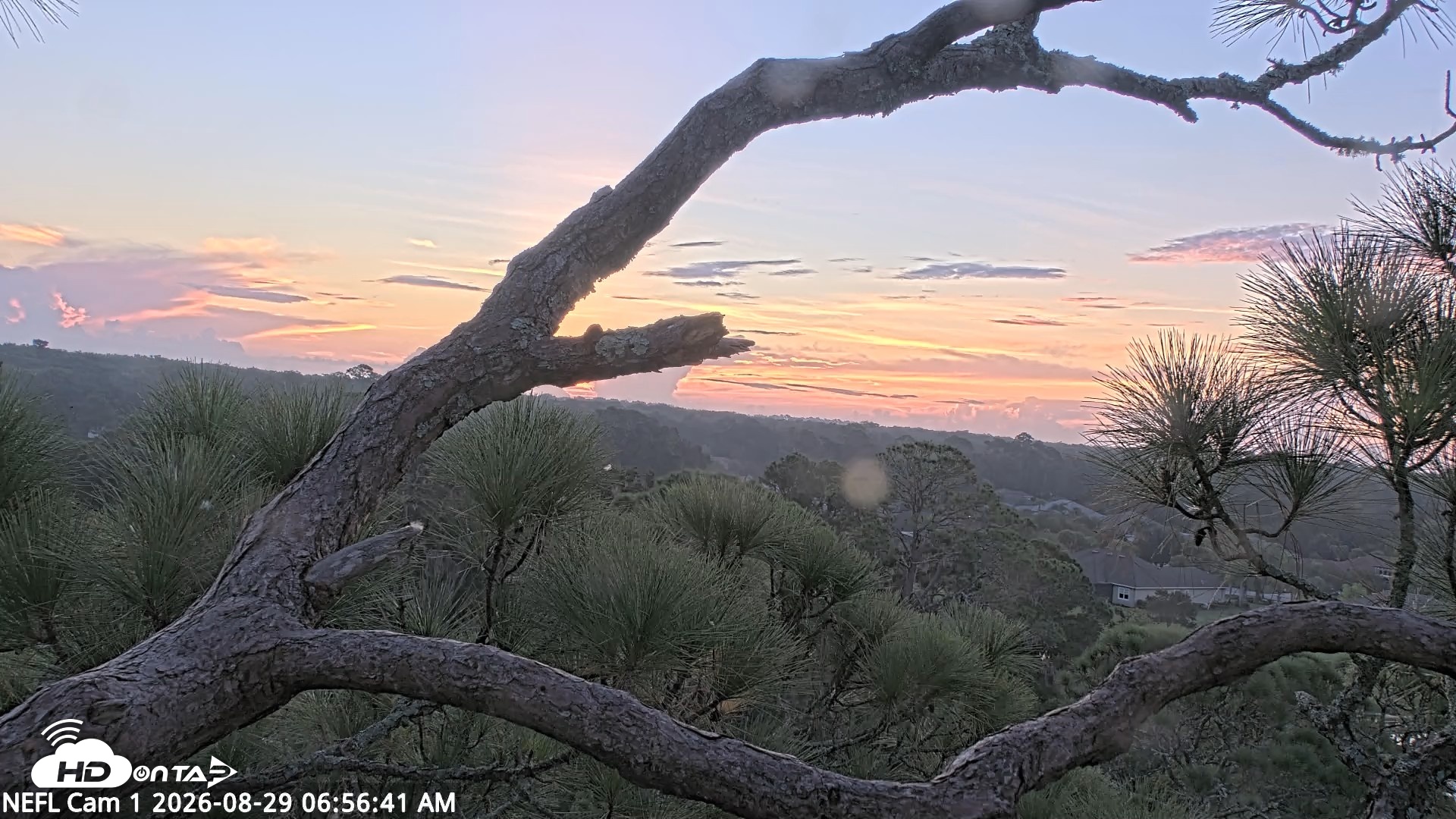 Snapshot of NE Florida Eagles Live Webcam taken Aug 29, 2026, 6:57am EDT