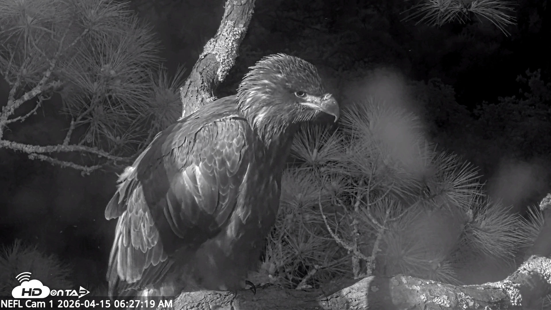 Snapshot of NE Florida Eagles Live Webcam taken Apr 15, 2026, 6:29am EDT