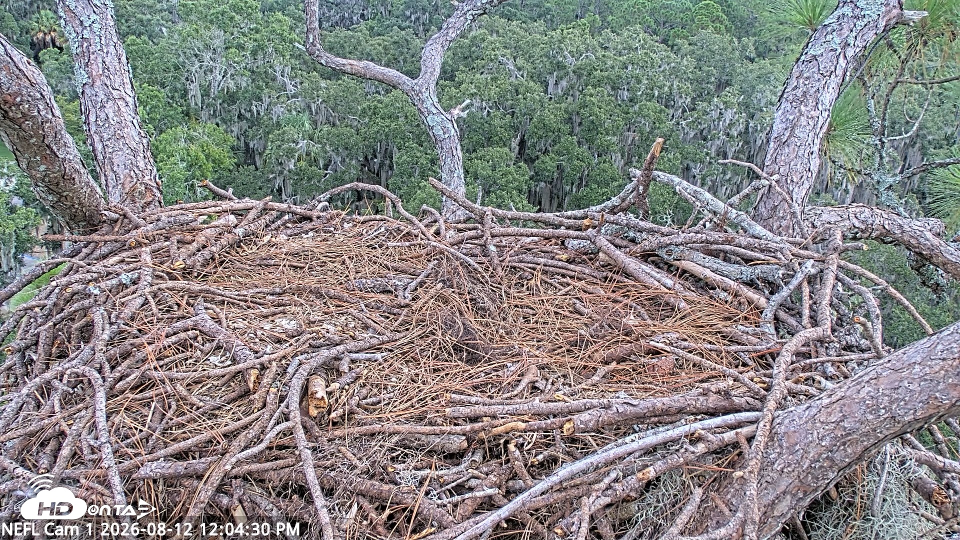 Snapshot of NE Florida Eagles Live Webcam taken Aug 12, 2026, 12:07pm EDT