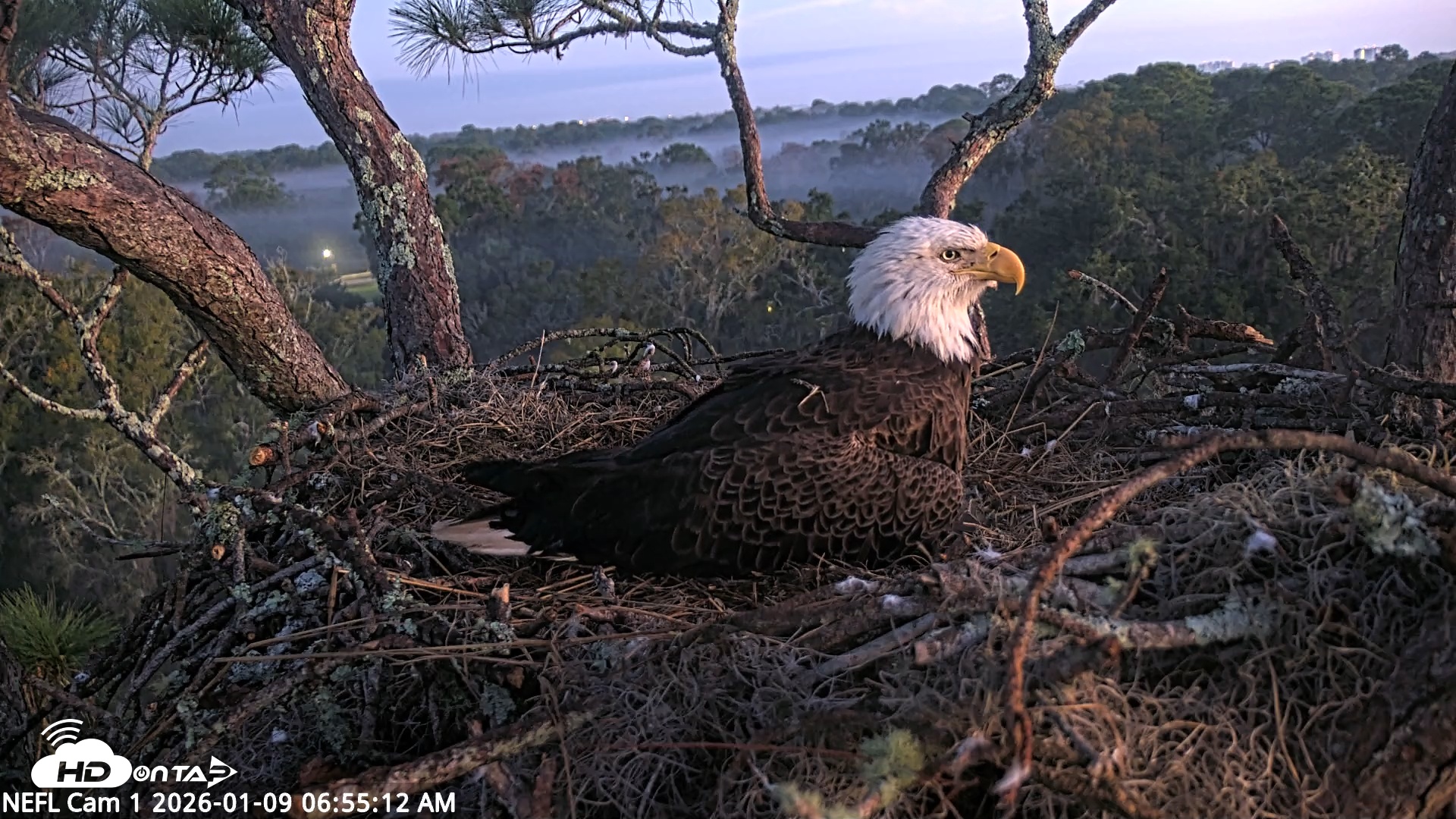 Snapshot of NE Florida Eagles Live Webcam taken Jan 9, 2026, 6:56am EST