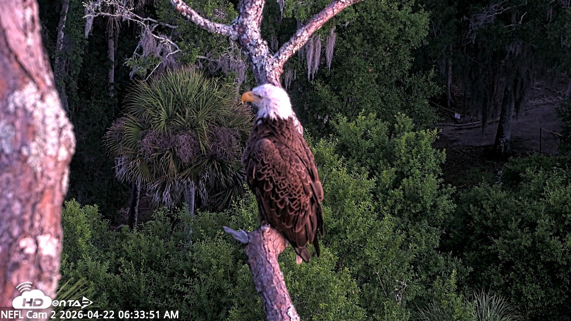 Snapshot of NE Florida Eagles Live Webcam taken Apr 22, 2026, 6:34am EDT