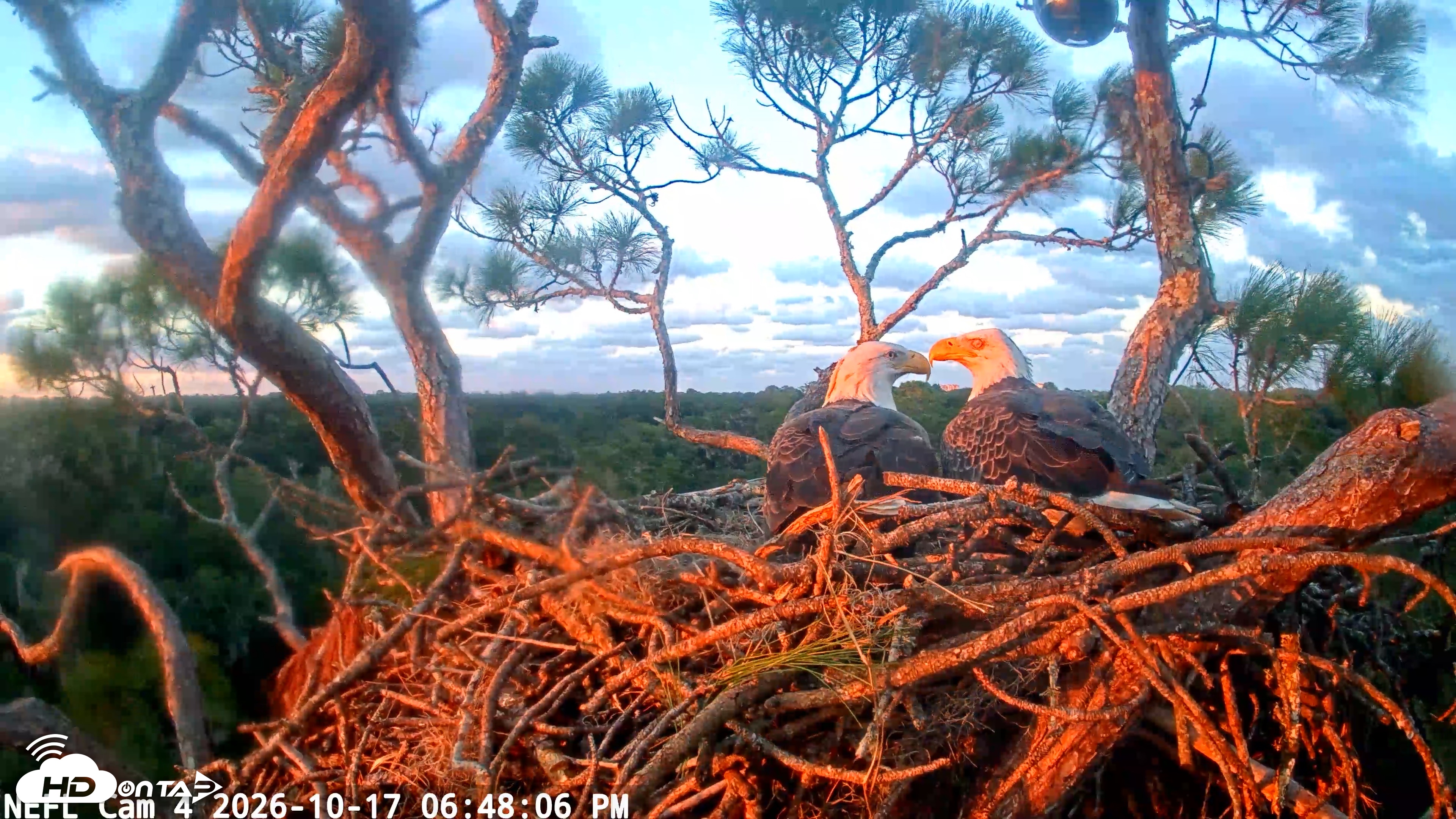 Snapshot of NE Florida Eagles Live Webcam taken Oct 17, 2026, 6:48pm EDT