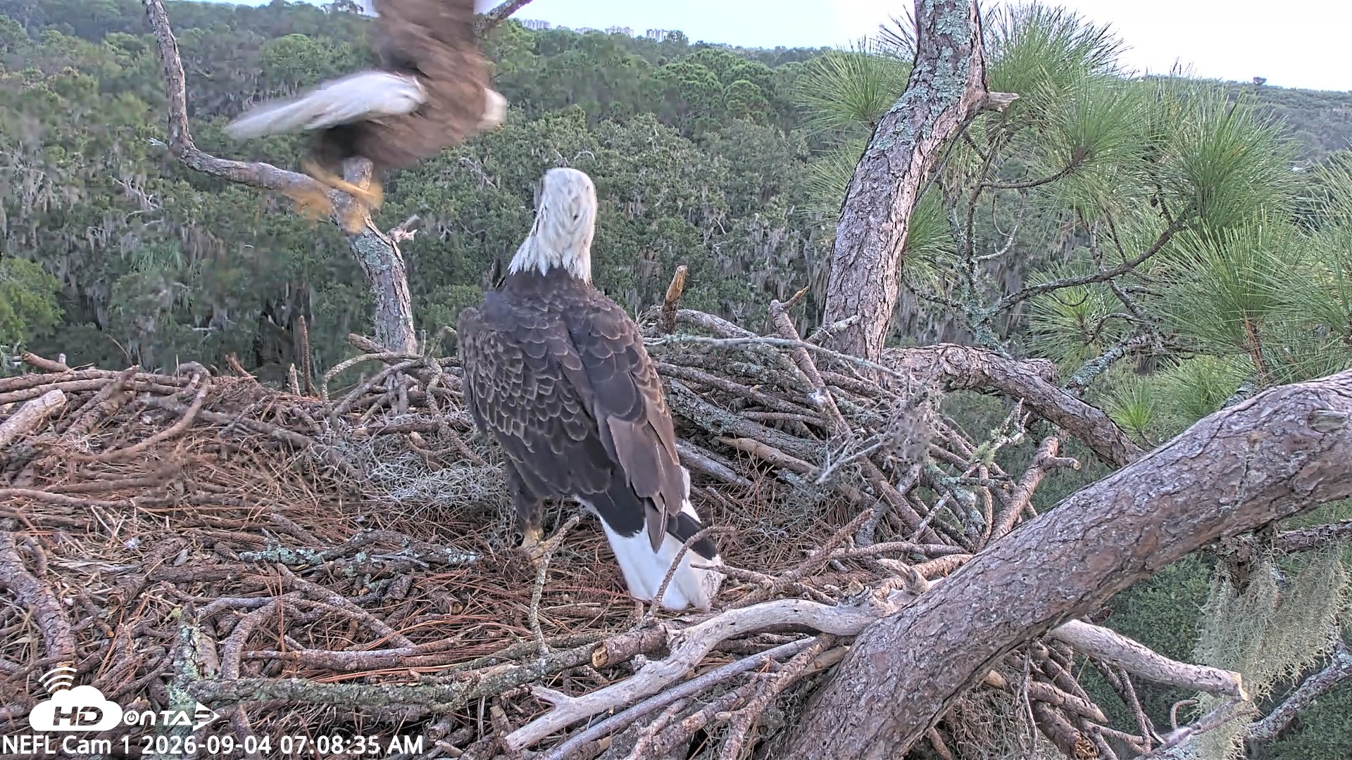Snapshot of NE Florida Eagles Live Webcam taken Sep 4, 2026, 7:09am EDT