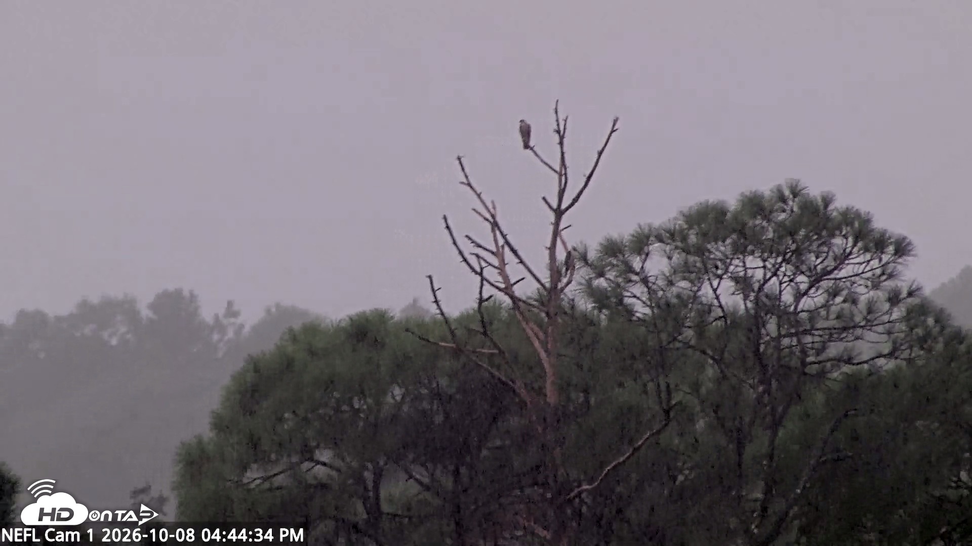 Snapshot of NE Florida Eagles Live Webcam taken Oct 8, 2026, 4:45pm EDT