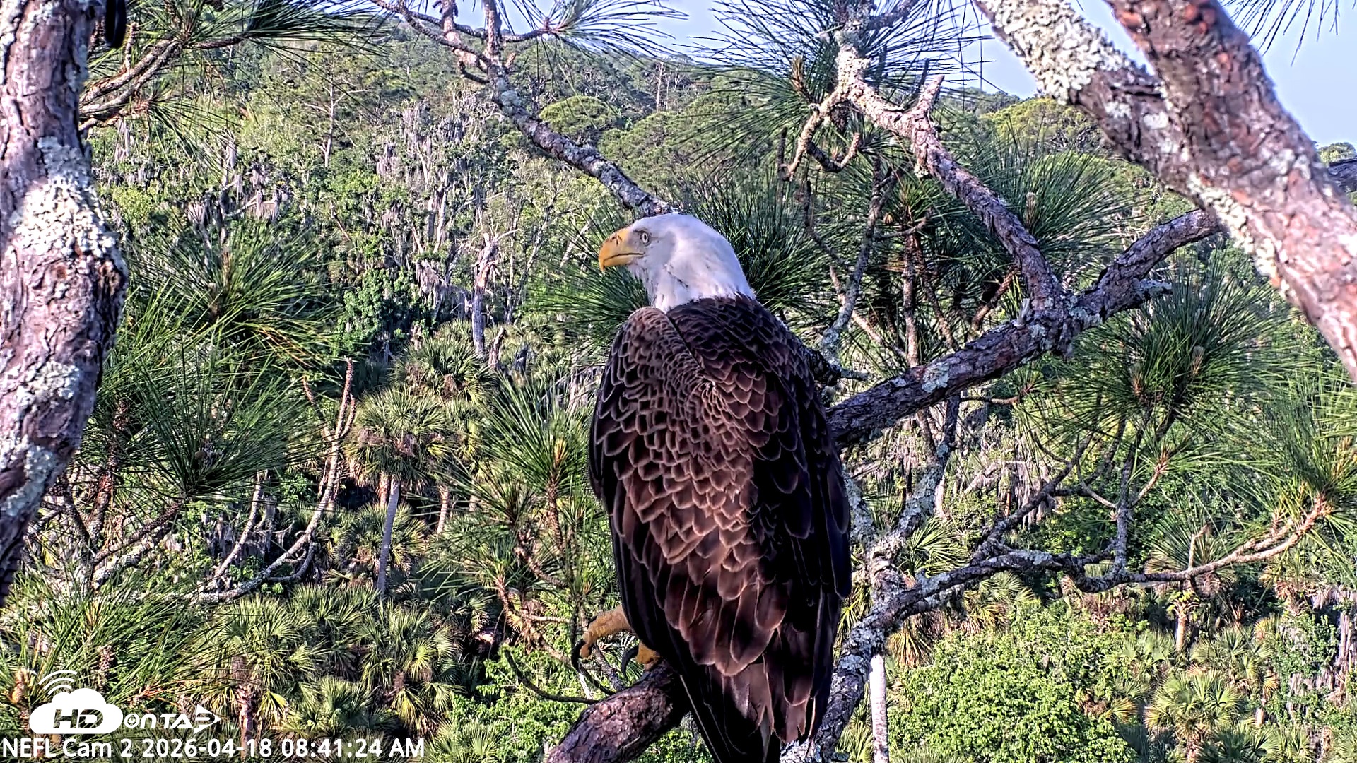 Snapshot of NE Florida Eagles Live Webcam taken Apr 18, 2026, 8:42am EDT