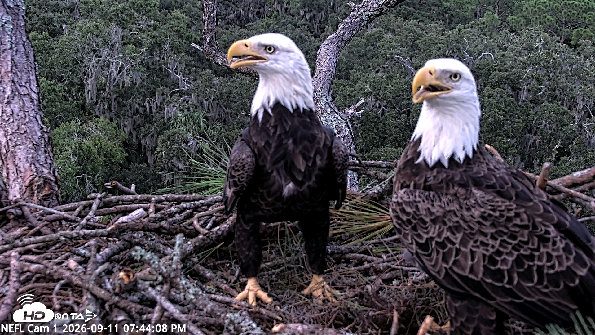 Snapshot of NE Florida Eagles Live Webcam taken Sep 11, 2026, 7:44pm EDT