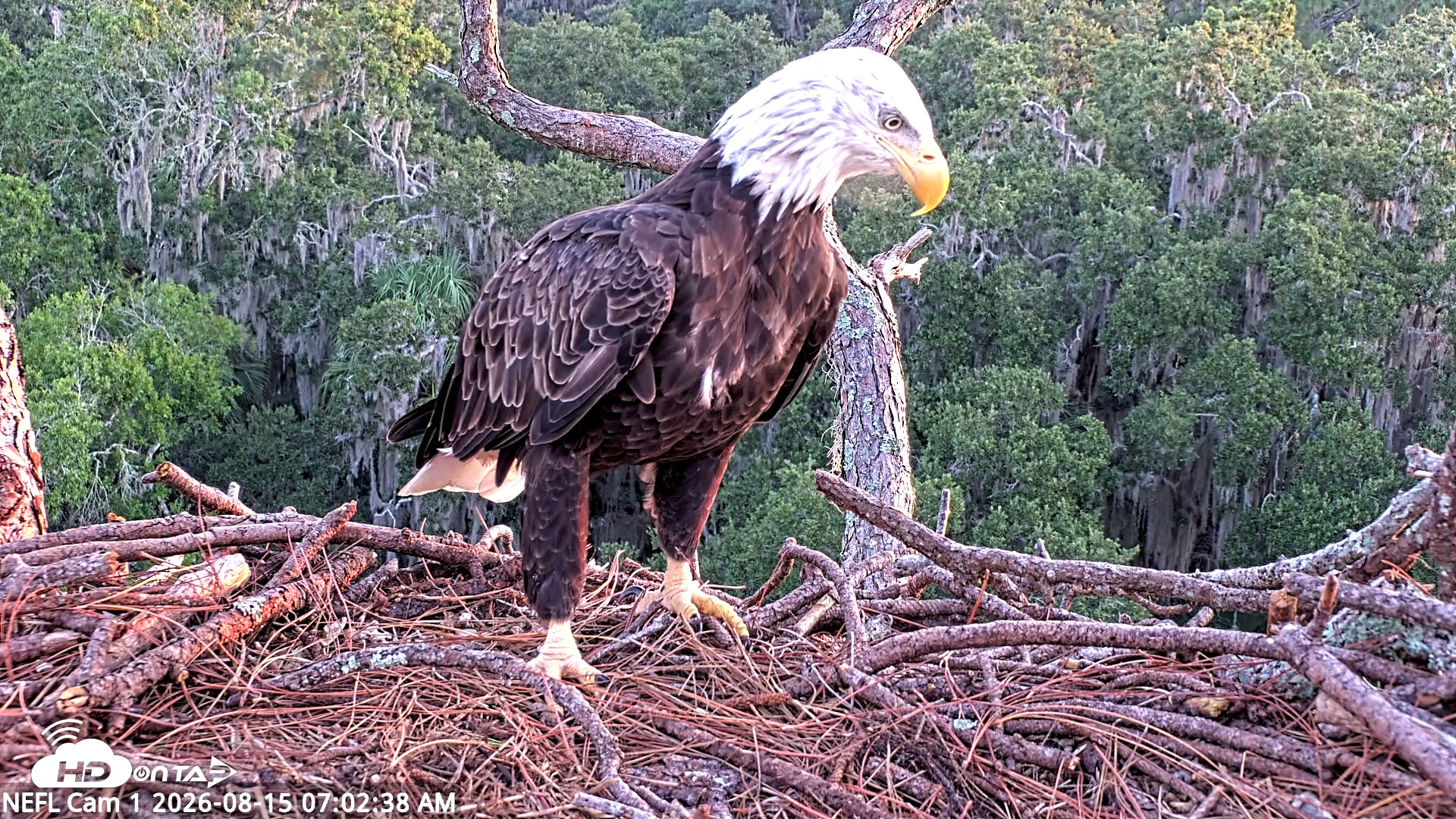 Snapshot of NE Florida Eagles Live Webcam taken Aug 15, 2026, 7:03am EDT