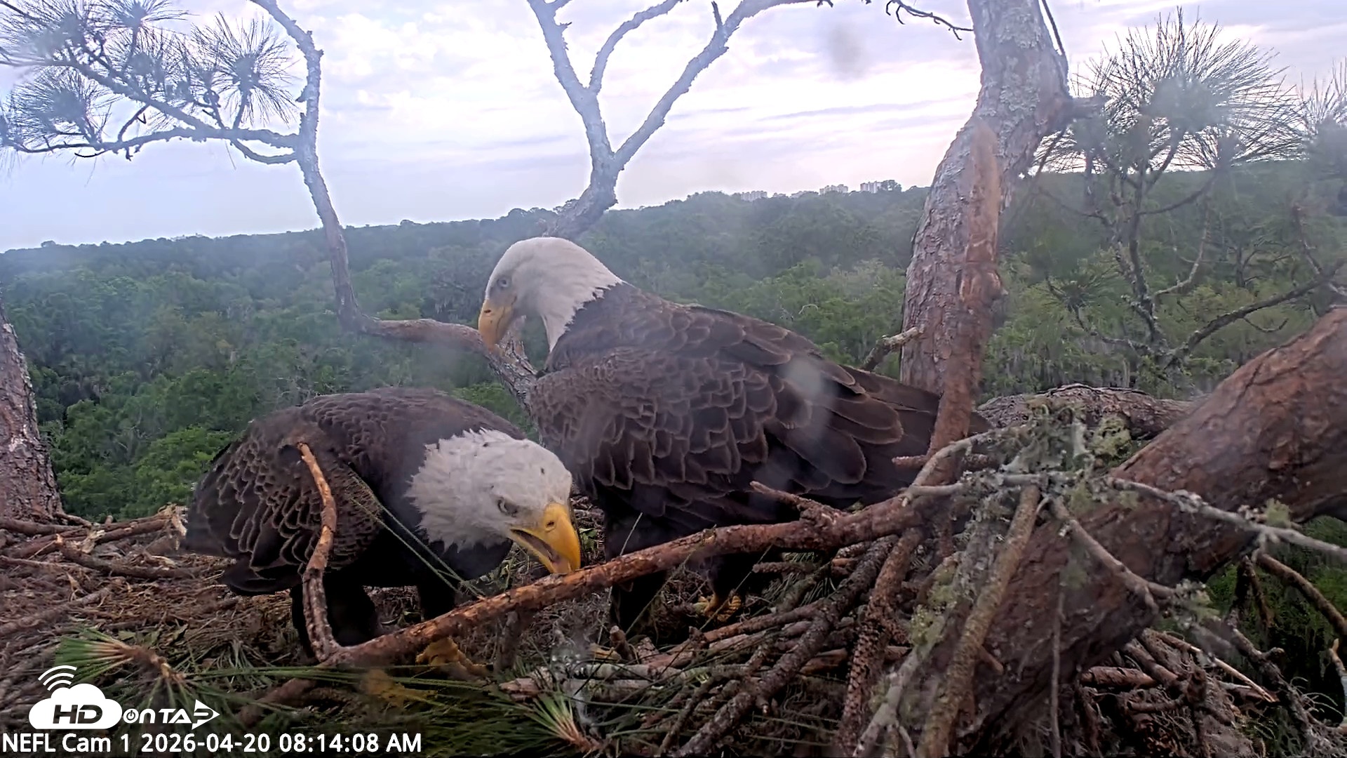 Snapshot of NE Florida Eagles Live Webcam taken Apr 20, 2026, 8:15am EDT