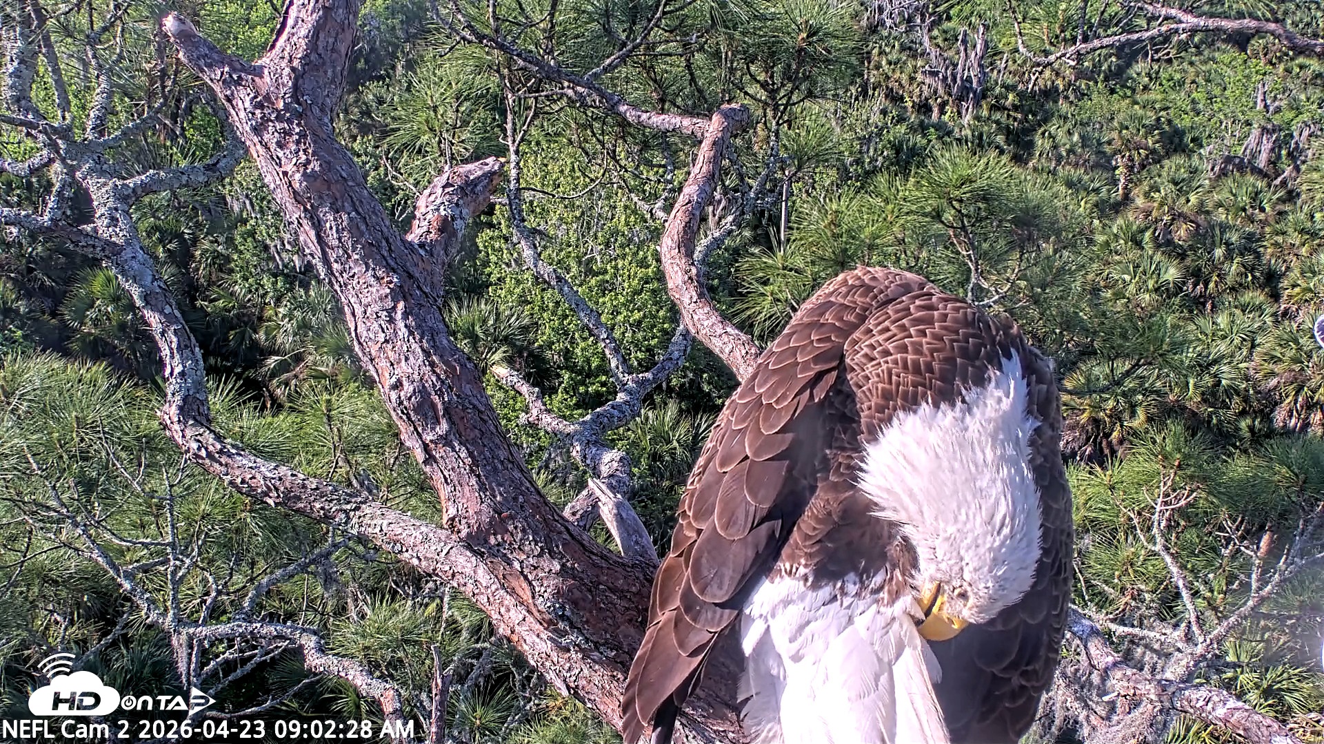 Snapshot of NE Florida Eagles Live Webcam taken Apr 23, 2026, 9:03am EDT