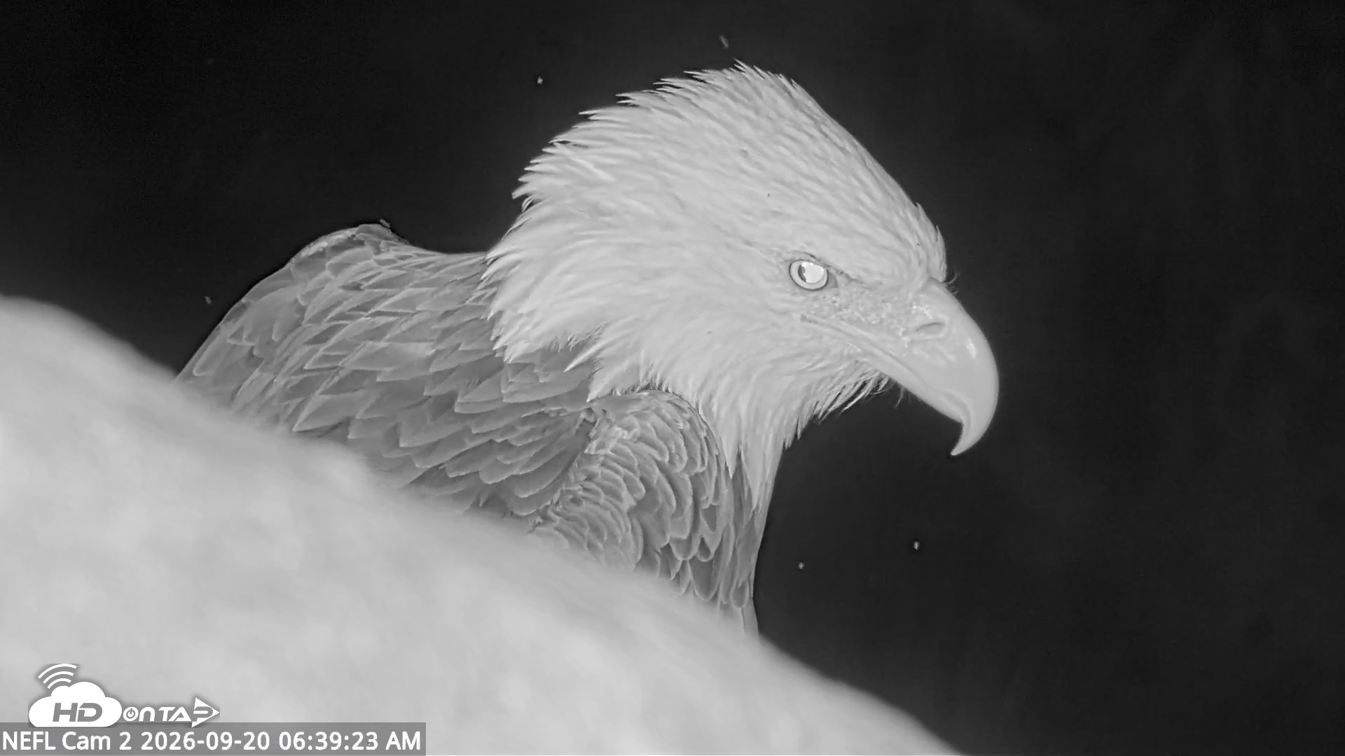 Snapshot of NE Florida Eagles Live Webcam taken Sep 20, 2026, 6:40am EDT