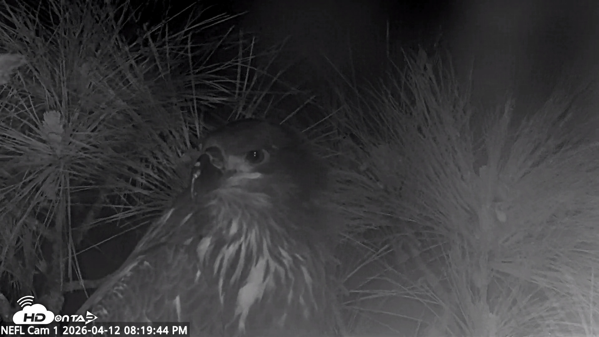 Snapshot of NE Florida Eagles Live Webcam taken Apr 12, 2026, 8:20pm EDT