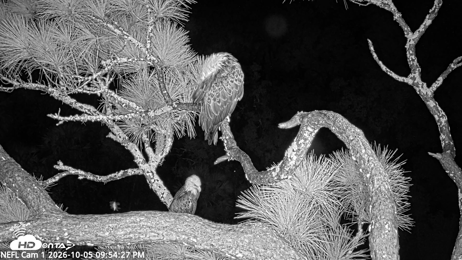 Snapshot of NE Florida Eagles Live Webcam taken Oct 5, 2026, 9:55pm EDT