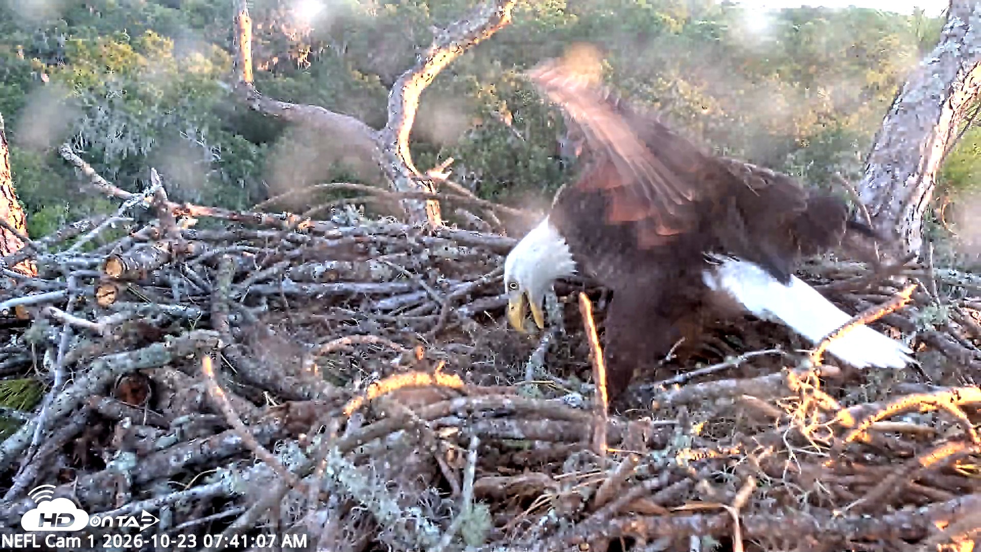 Snapshot of NE Florida Eagles Live Webcam taken Oct 23, 2026, 7:42am EDT