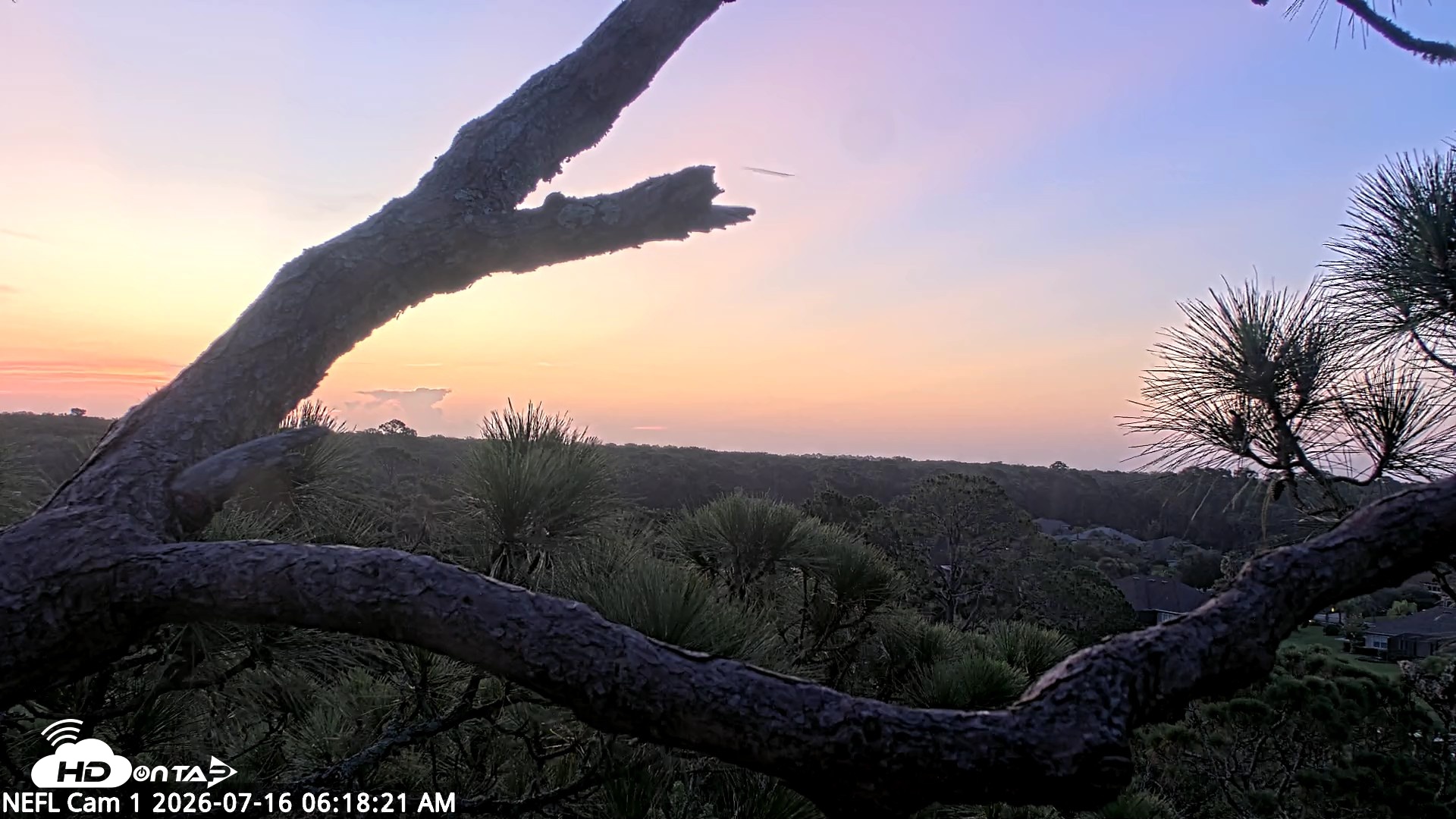 Snapshot of NE Florida Eagles Live Webcam taken Jul 16, 2026, 6:19am EDT