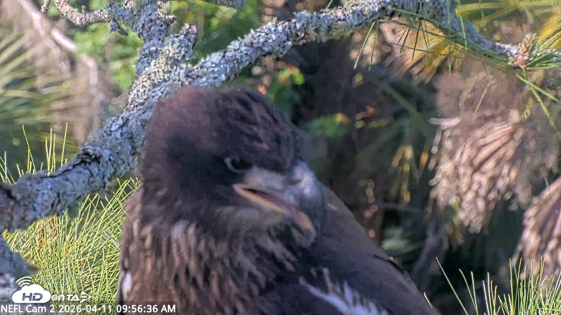 Snapshot of NE Florida Eagles Live Webcam taken Apr 11, 2026, 9:57am EDT
