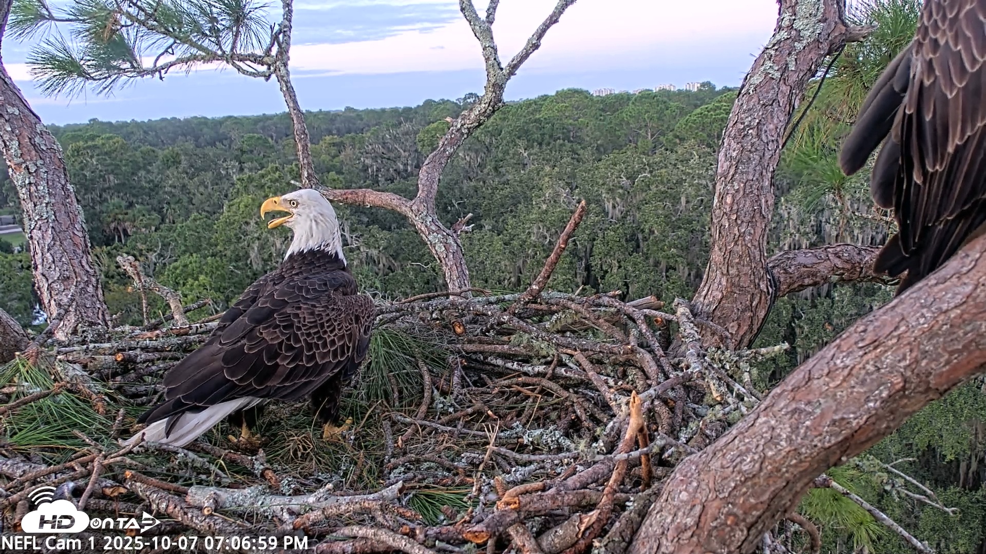Snapshot of NE Florida Eagles Live Webcam taken Oct 7, 2025, 7:07pm EDT