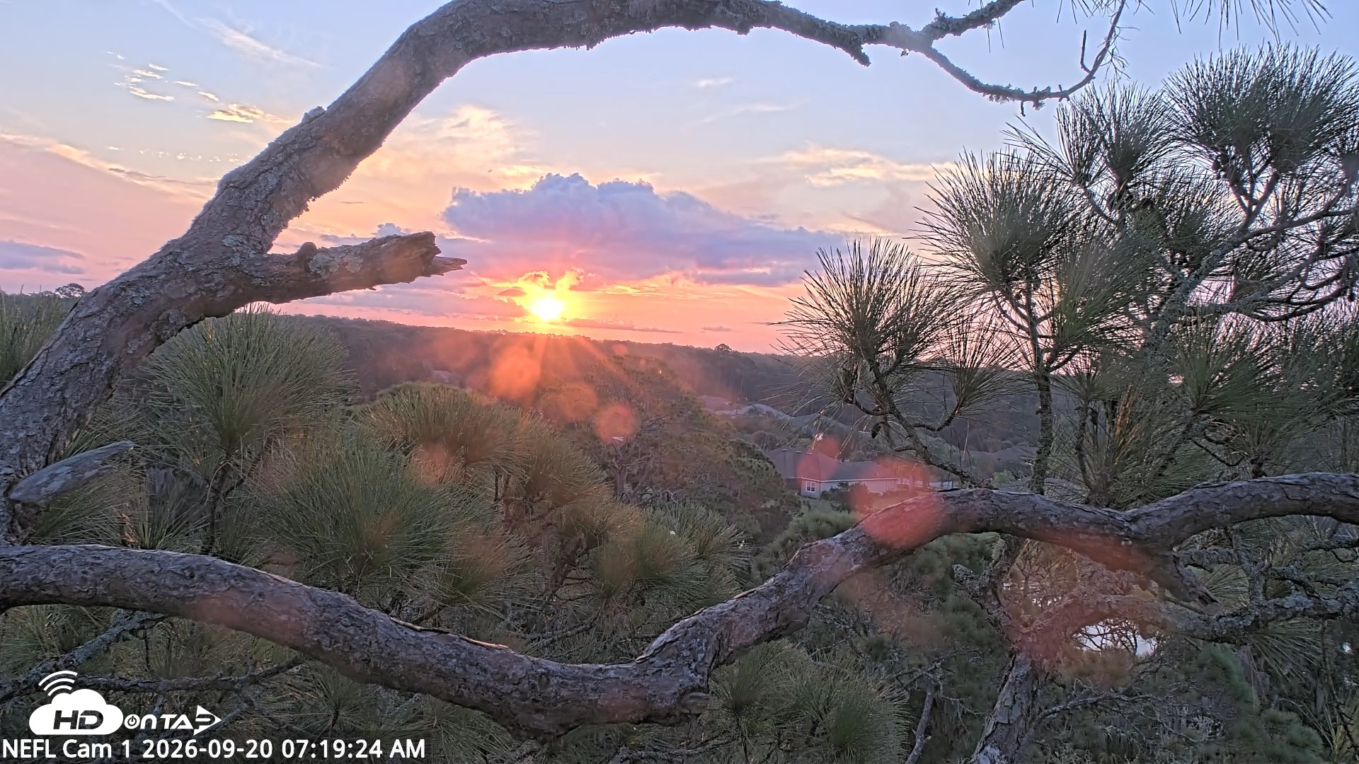 Snapshot of NE Florida Eagles Live Webcam taken Sep 20, 2026, 7:20am EDT