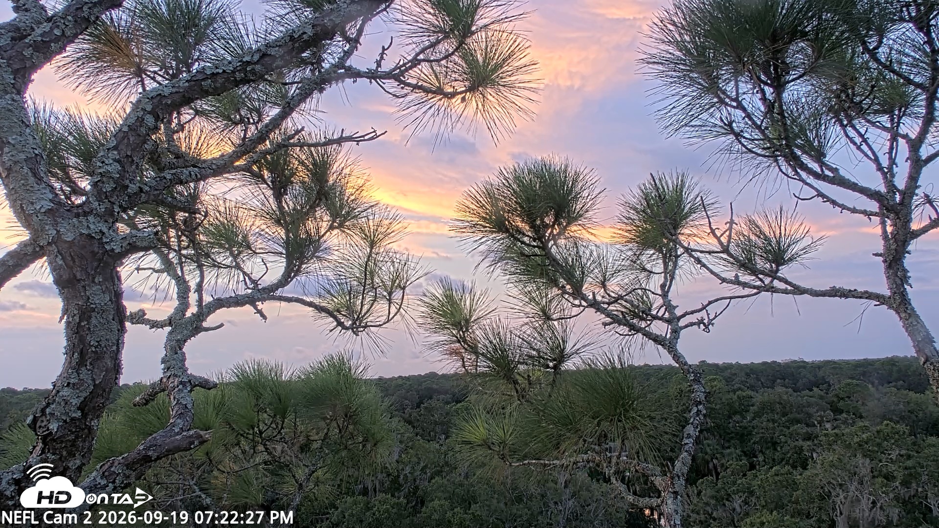 Snapshot of NE Florida Eagles Live Webcam taken Sep 19, 2026, 7:23pm EDT