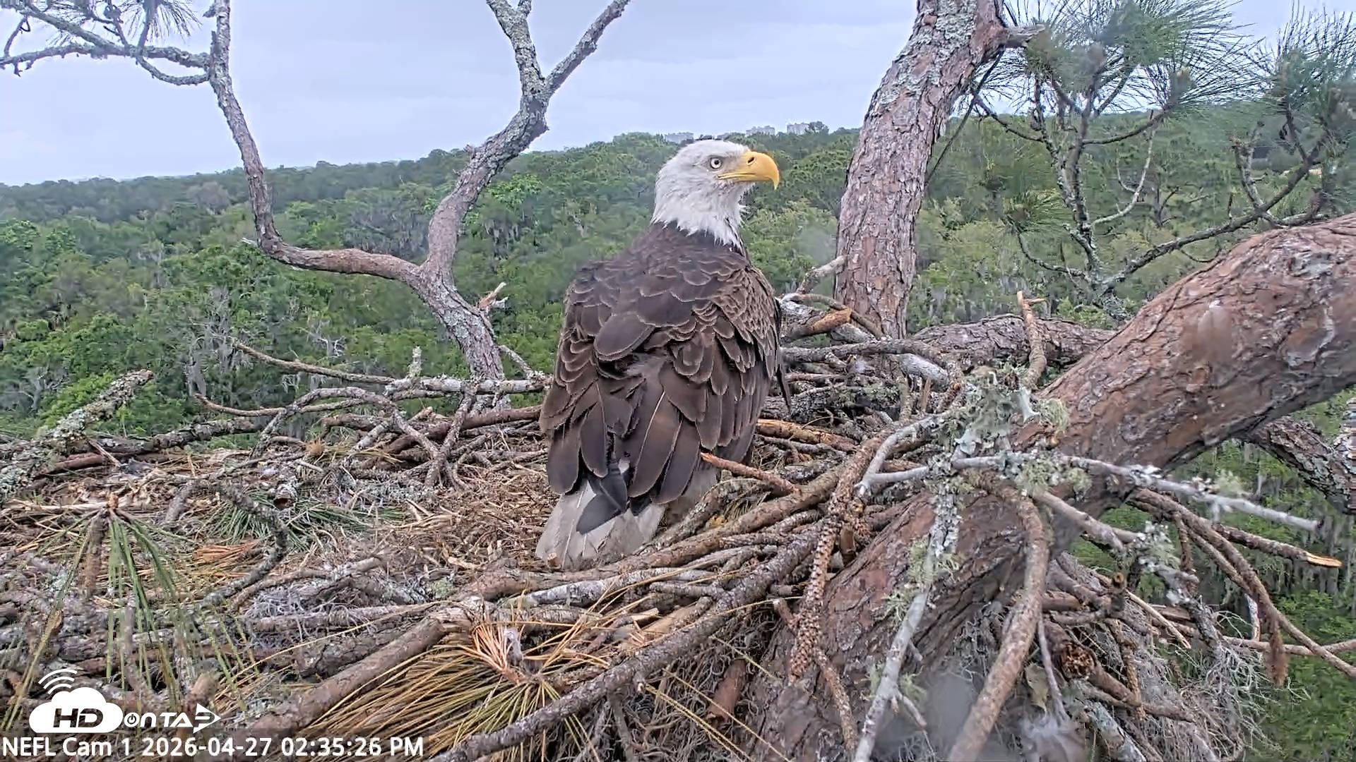 Snapshot of NE Florida Eagles Live Webcam taken Apr 27, 2026, 2:36pm EDT