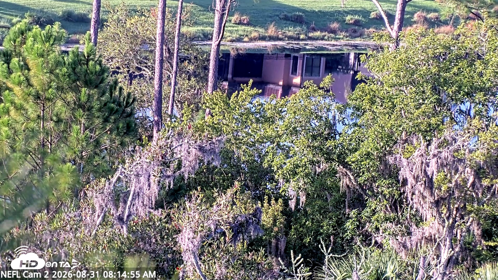 Snapshot of NE Florida Eagles Live Webcam taken Aug 31, 2026, 8:15am EDT
