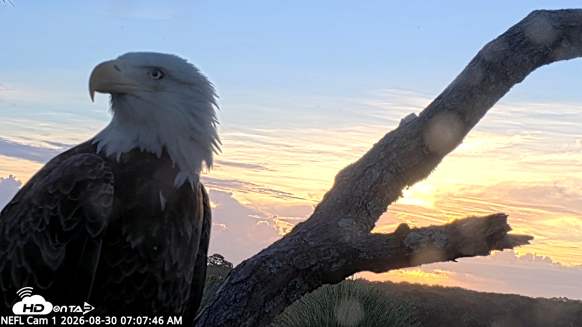 Snapshot of NE Florida Eagles Live Webcam taken Aug 30, 2026, 7:08am EDT