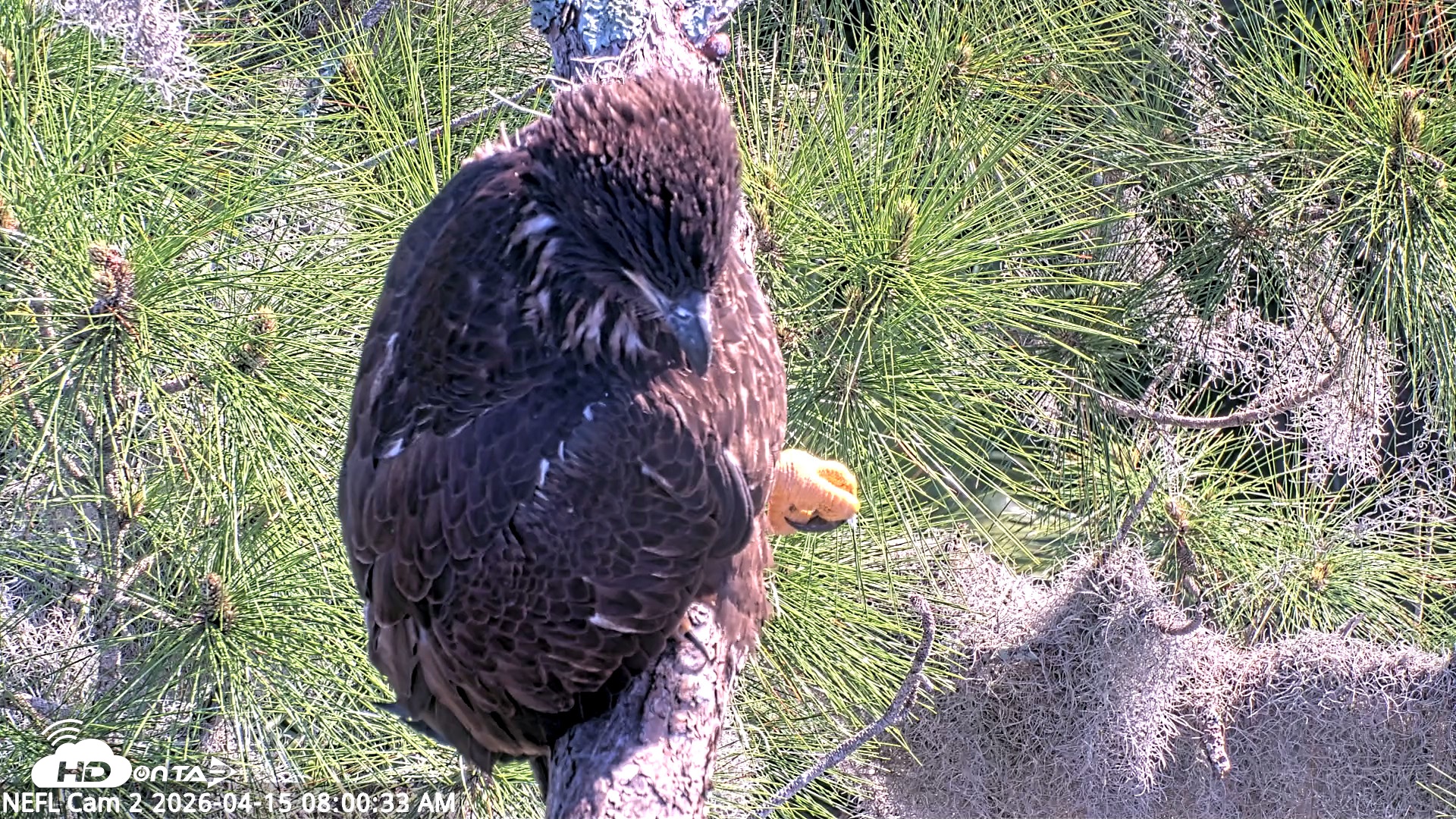 Snapshot of NE Florida Eagles Live Webcam taken Apr 15, 2026, 8:01am EDT