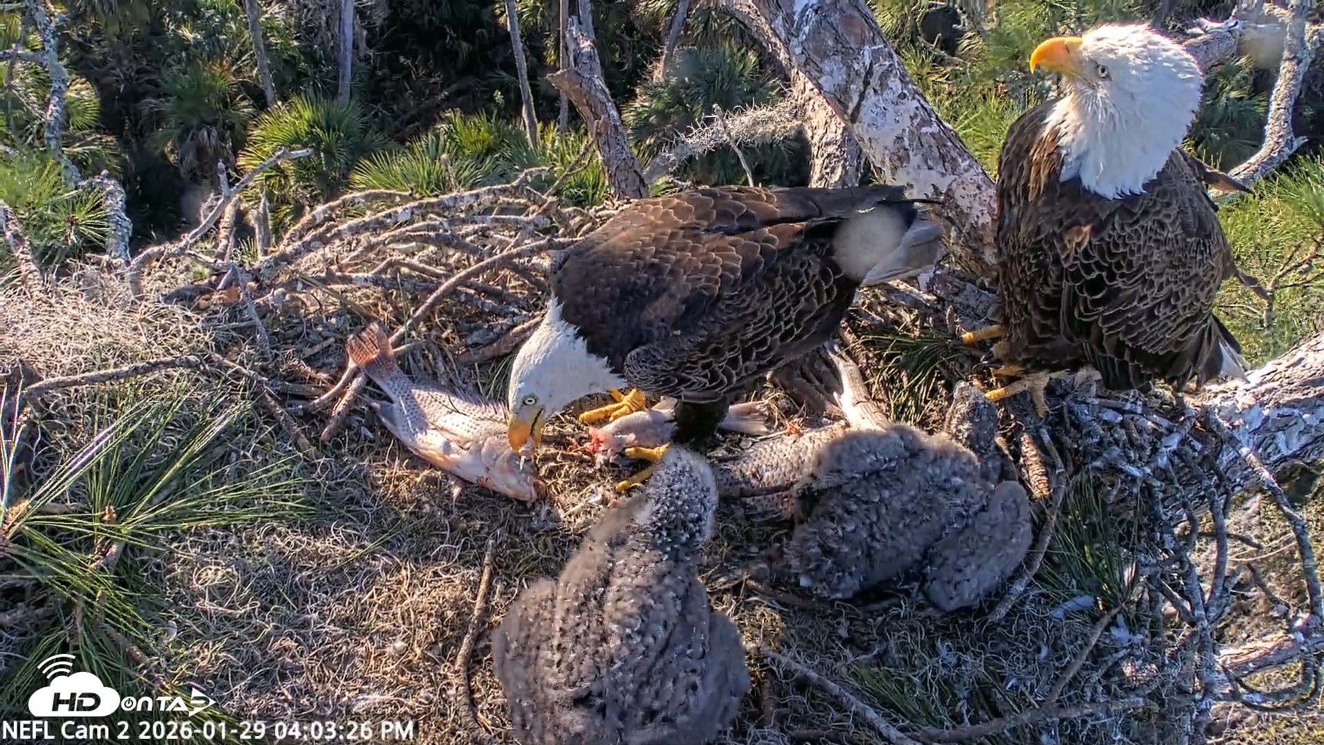 Snapshot of NE Florida Eagles Live Webcam taken Jan 29, 2026, 4:04pm EST
