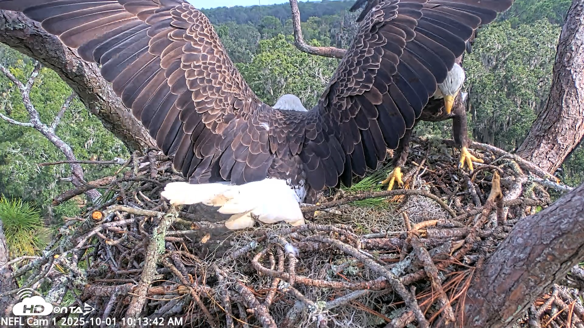 Snapshot of NE Florida Eagles Live Webcam taken Oct 1, 2025, 10:14am EDT