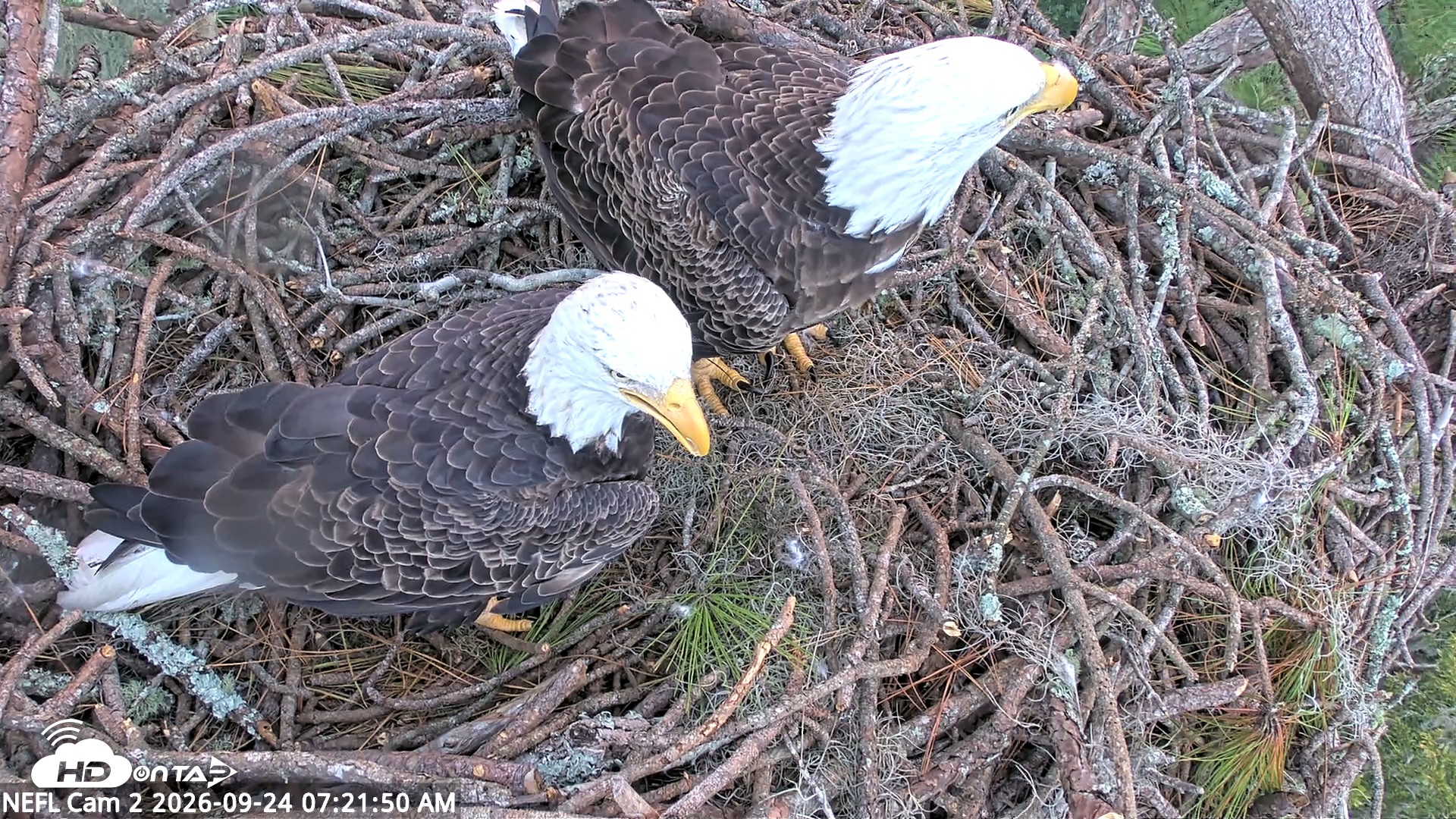 Snapshot of NE Florida Eagles Live Webcam taken Sep 24, 2026, 7:22am EDT