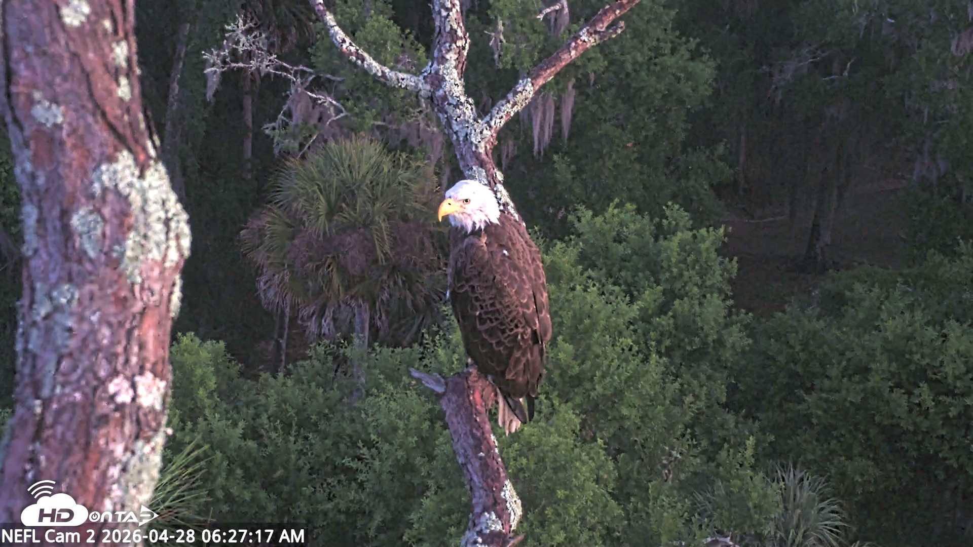 Snapshot of NE Florida Eagles Live Webcam taken Apr 28, 2026, 6:28am EDT
