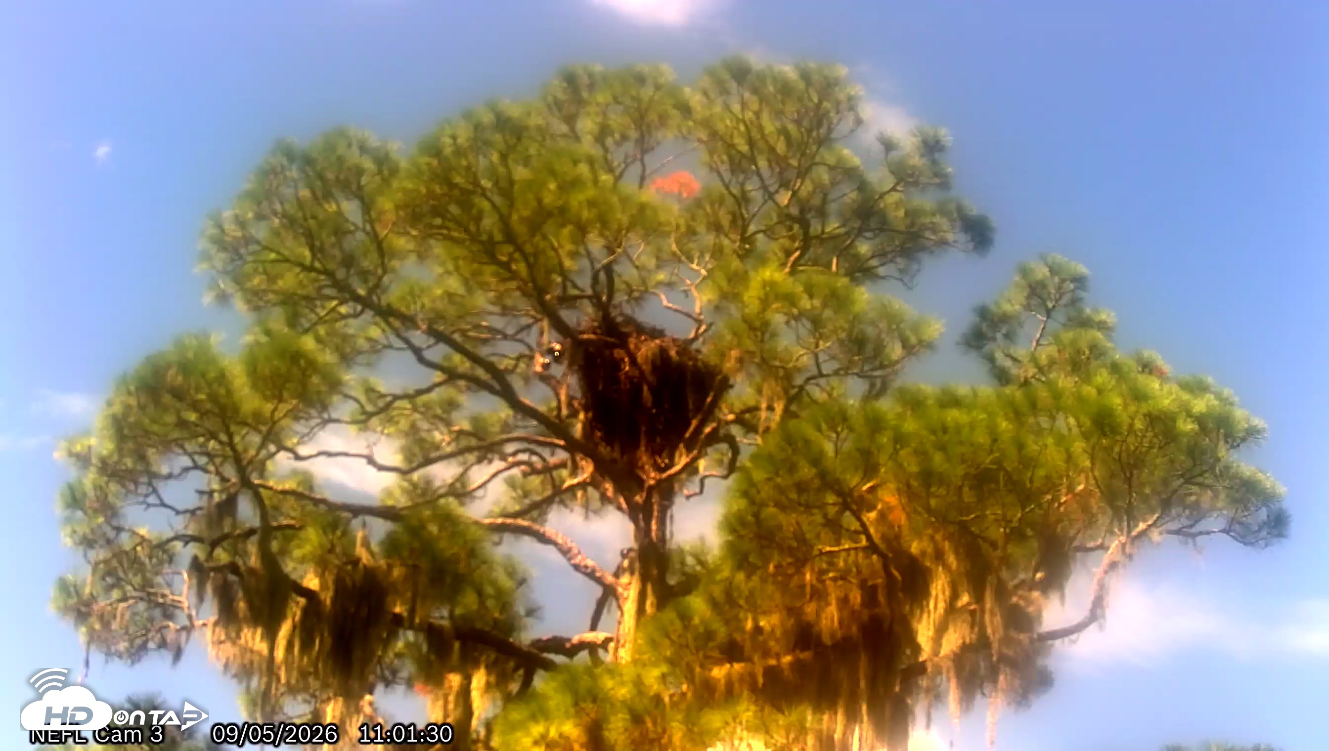 Snapshot of NE Florida Eagles Live Webcam taken Sep 5, 2026, 11:02am EDT