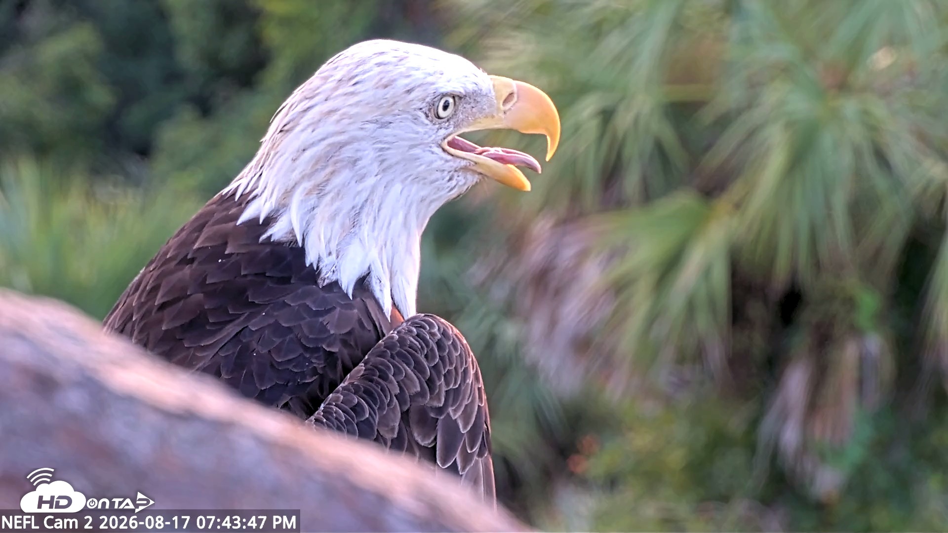 Snapshot of NE Florida Eagles Live Webcam taken Aug 17, 2026, 7:44pm EDT