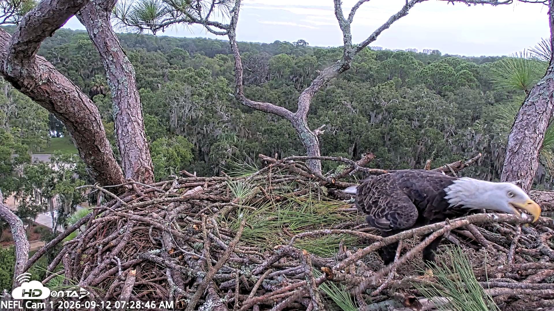 Snapshot of NE Florida Eagles Live Webcam taken Sep 12, 2026, 7:29am EDT