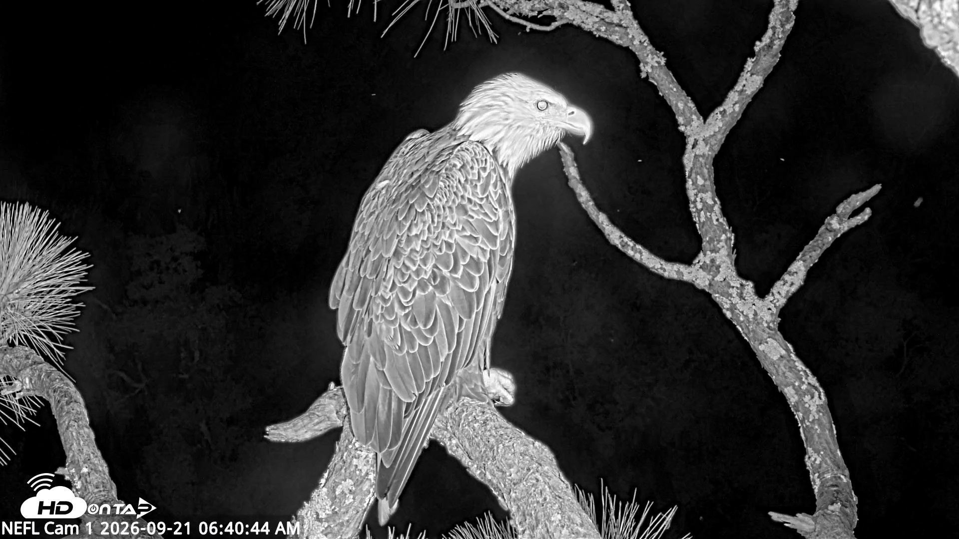 Snapshot of NE Florida Eagles Live Webcam taken Sep 21, 2026, 6:41am EDT