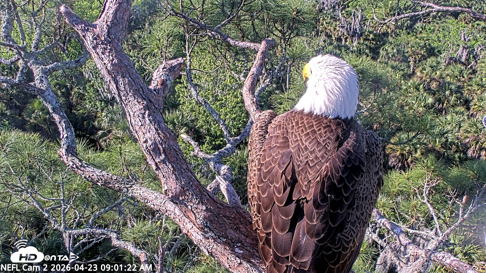 Snapshot of NE Florida Eagles Live Webcam taken Apr 23, 2026, 9:02am EDT
