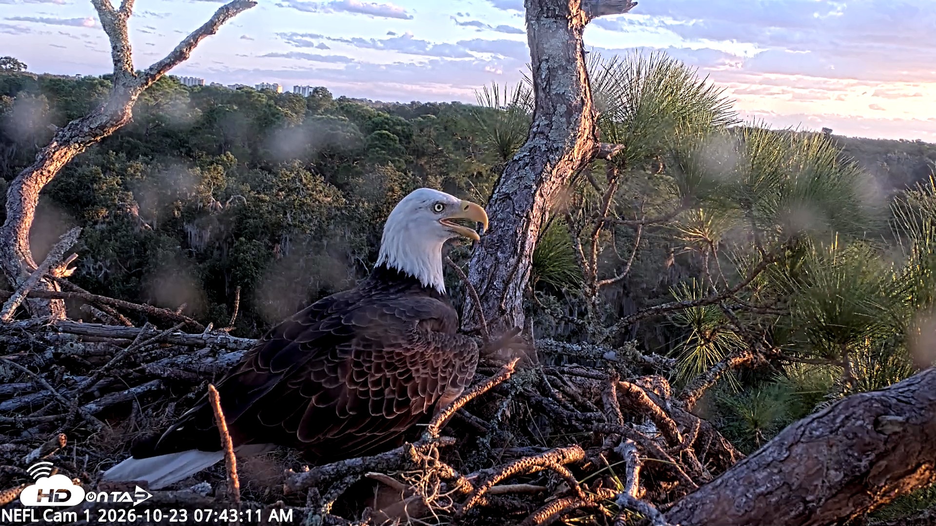 Snapshot of NE Florida Eagles Live Webcam taken Oct 23, 2026, 7:44am EDT