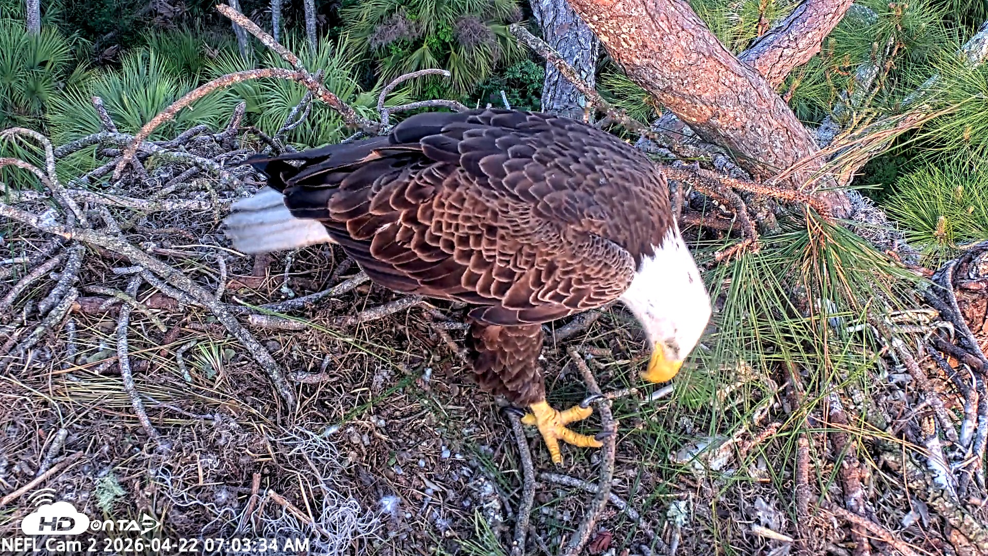 Snapshot of NE Florida Eagles Live Webcam taken Apr 22, 2026, 7:04am EDT