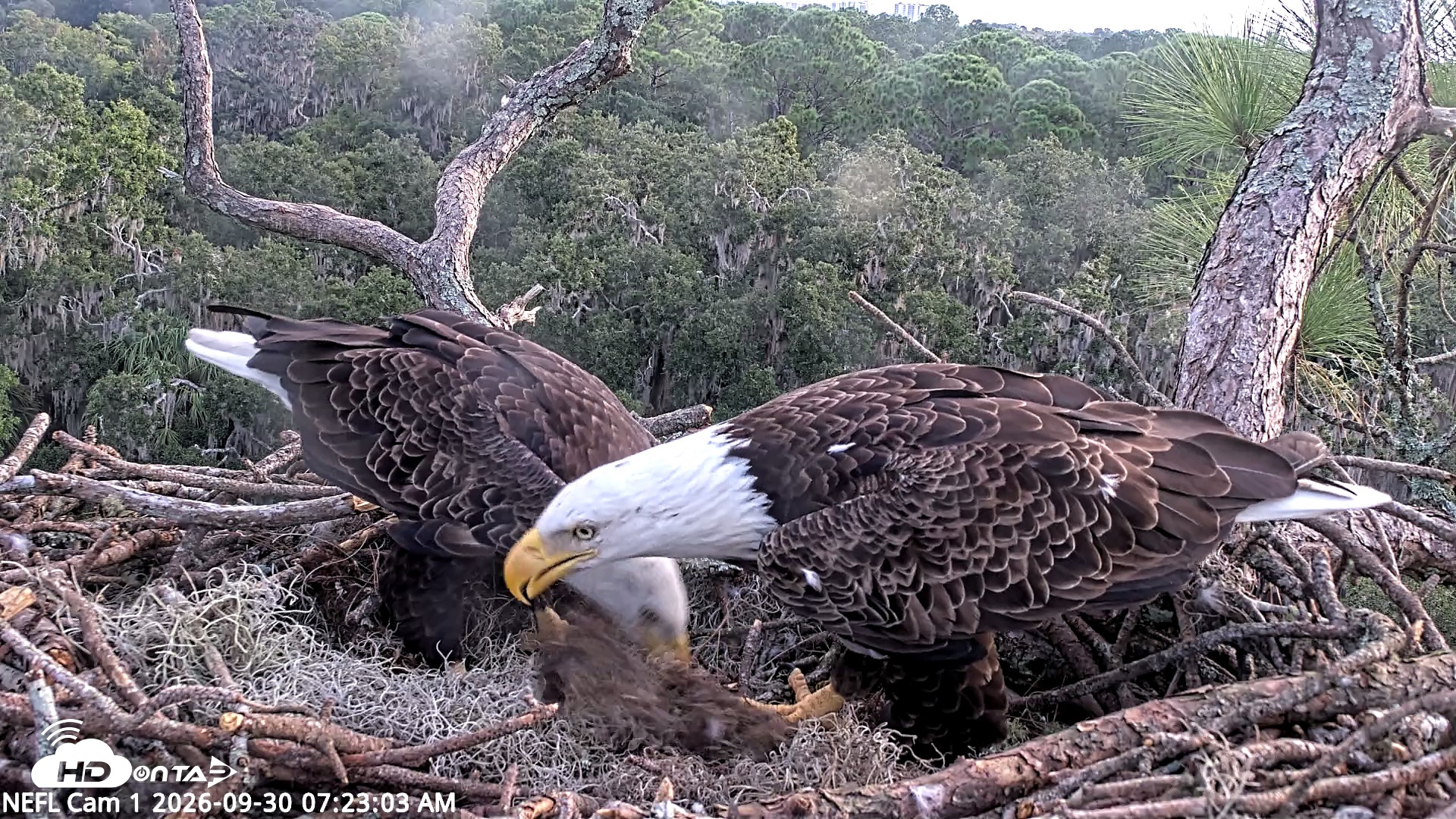 Snapshot of NE Florida Eagles Live Webcam taken Sep 30, 2026, 7:24am EDT